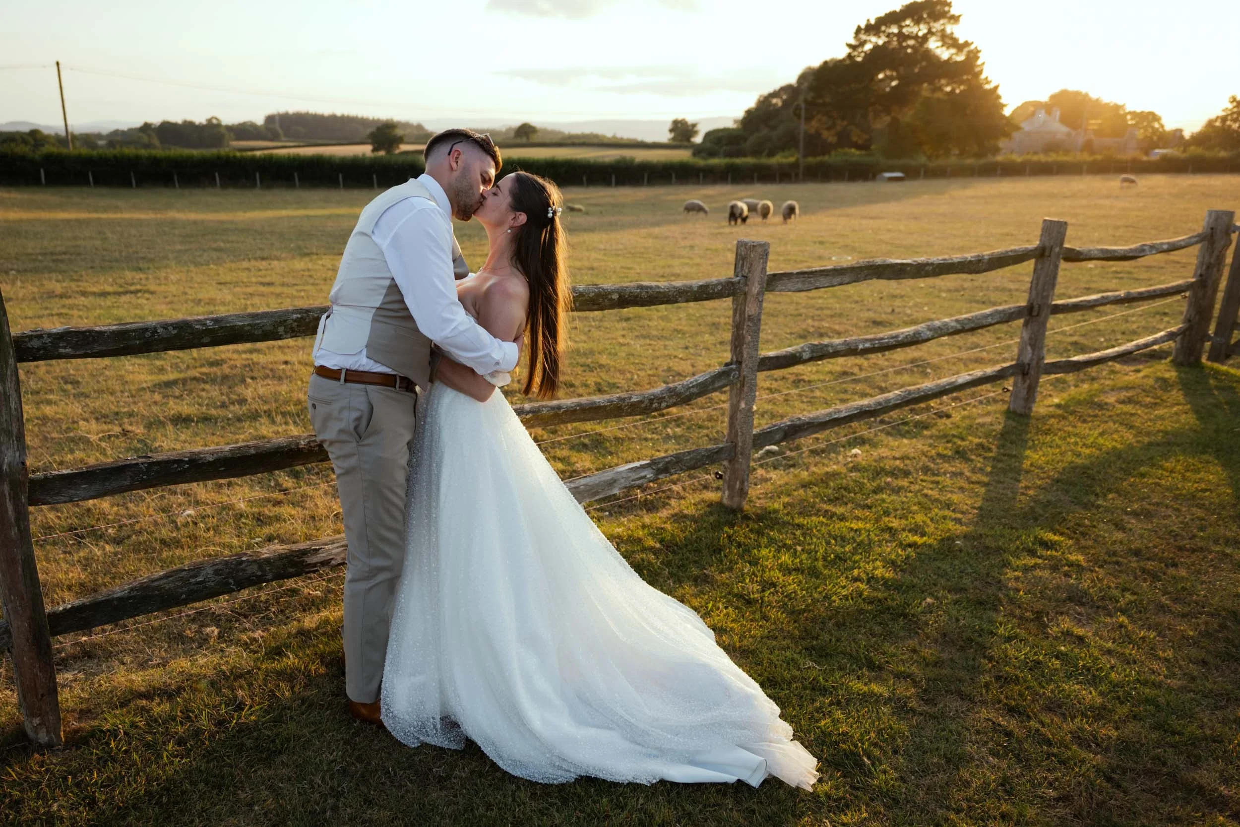 A bride and groom kissing in a field at sunset, with a rustic wooden fence and grazing sheep in the background.