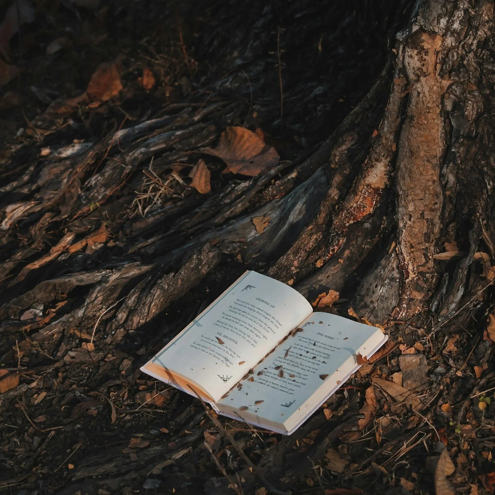 An open book on the forest floor near the base of a tree, surrounded by fallen leaves and twigs.