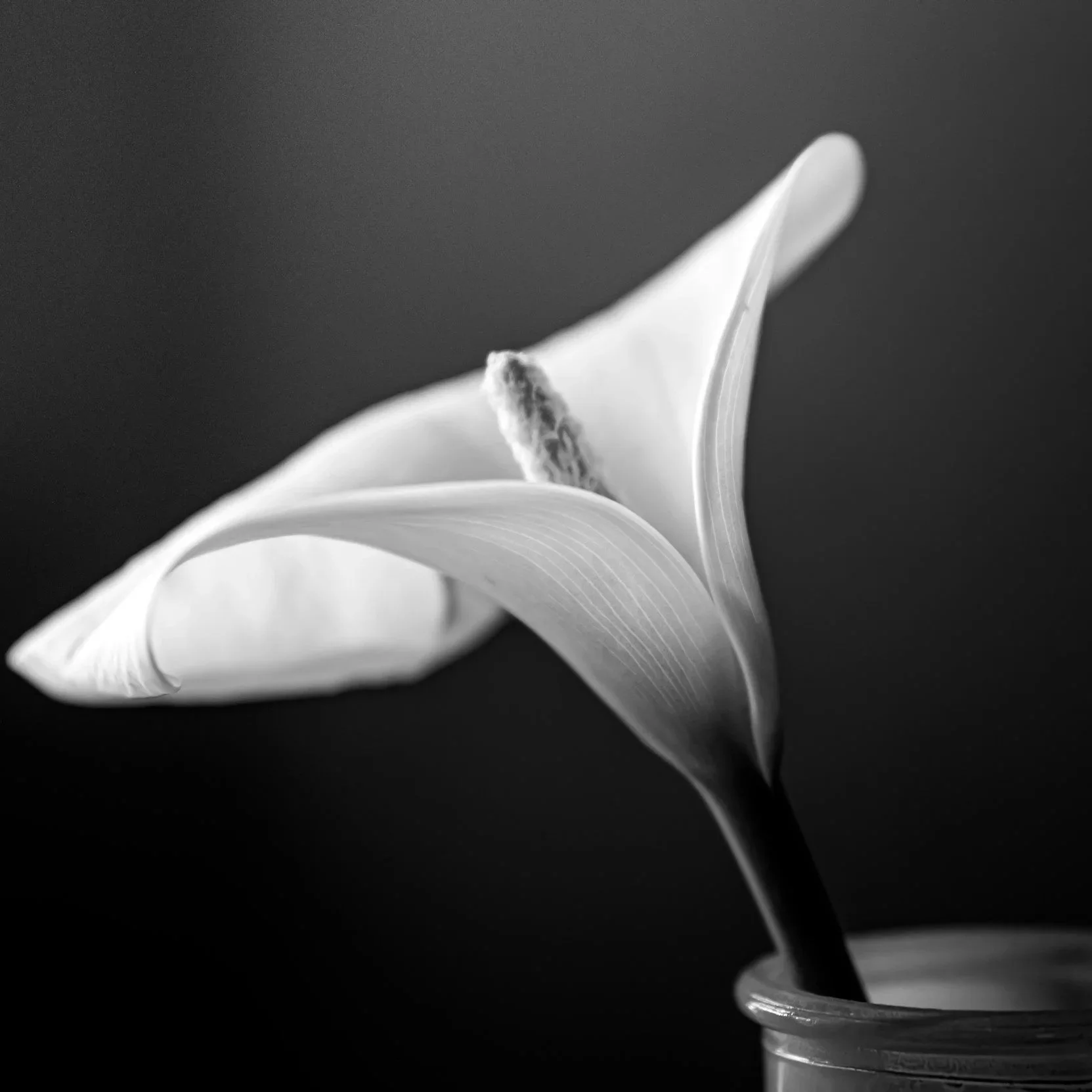 Black and white close-up image of a calla lily flower in a small glass vase.