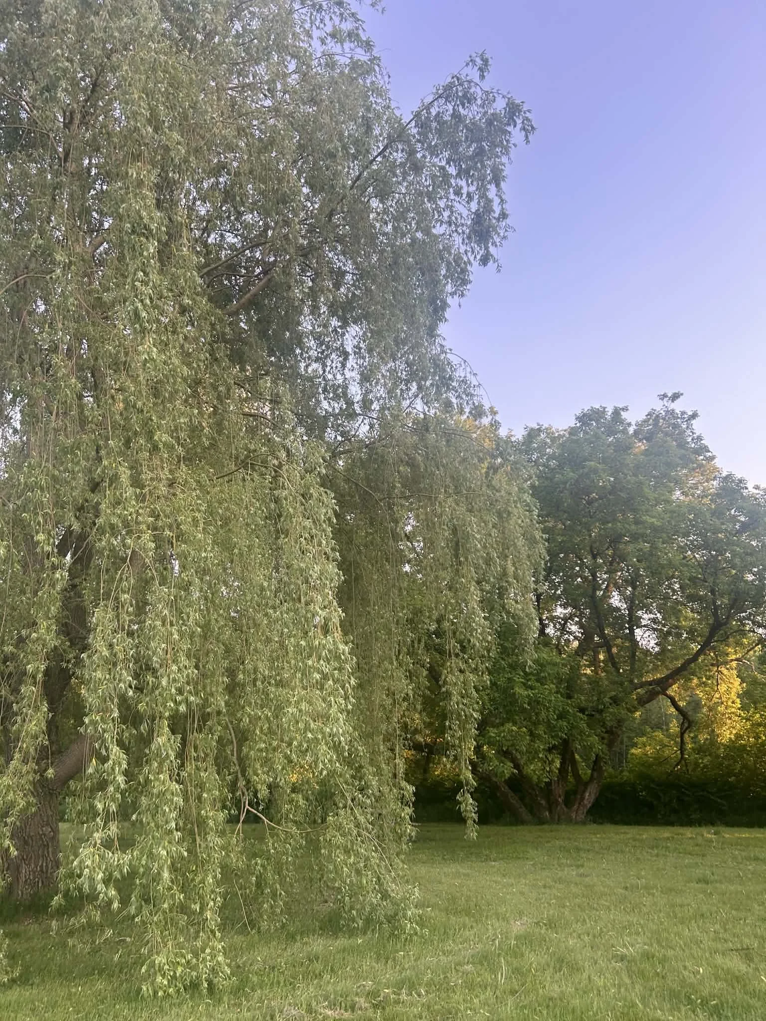 Un grand arbre aux branches pleines de feuilles vertes qui s'étendent vers le sol dans un parc avec un ciel clair.