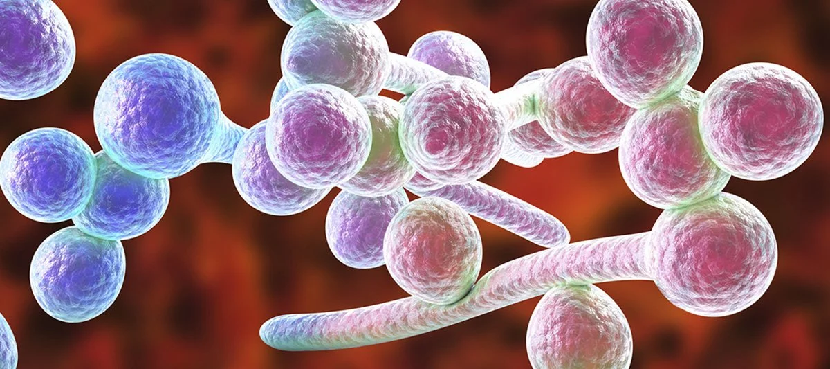 Le Candida albicans : comprendre le message du corps