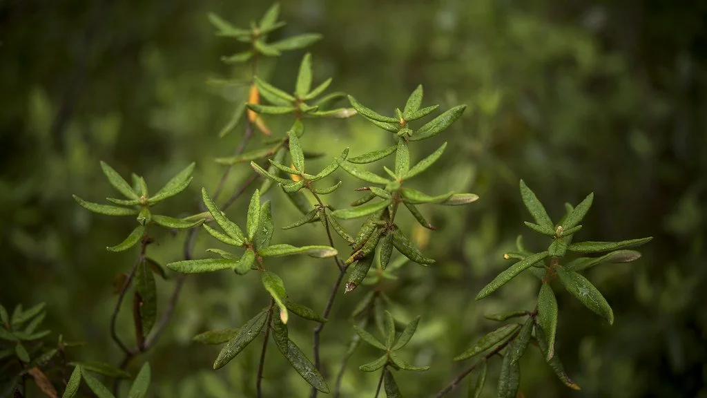 Les feuilles du Labrador : une rencontre avec la forêt boréale du Québec