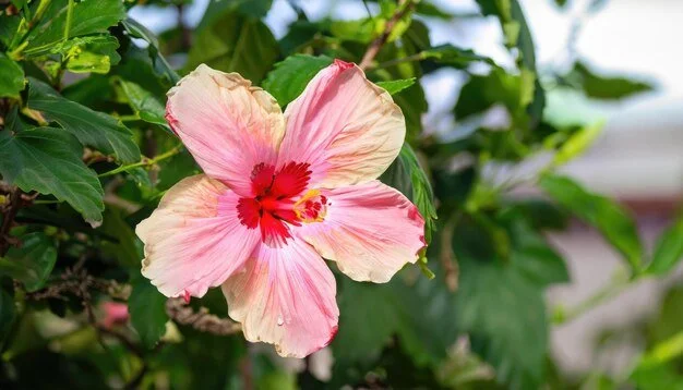 Les hormones au cœur de notre vitalité