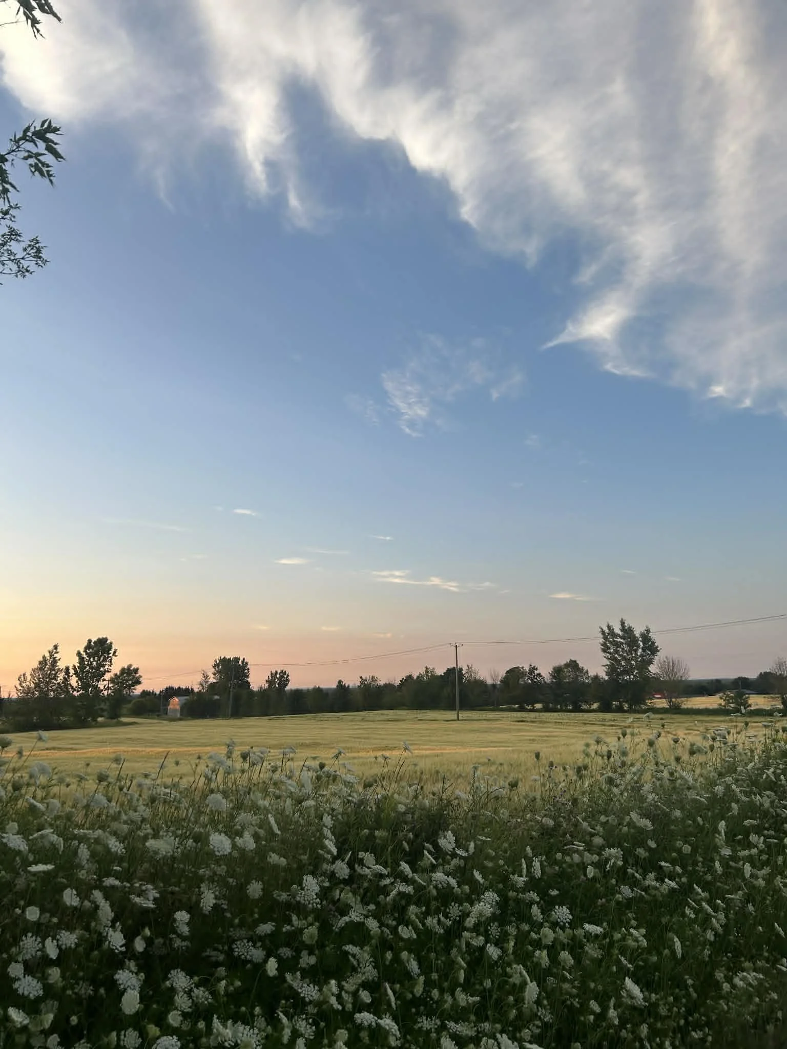 Paysage rural avec un champ de fleurs blanches, des arbres, un ciel partiellement nuageux et un poteau électrique au coucher du soleil.