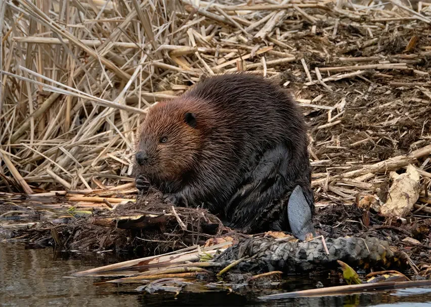 Beaver
