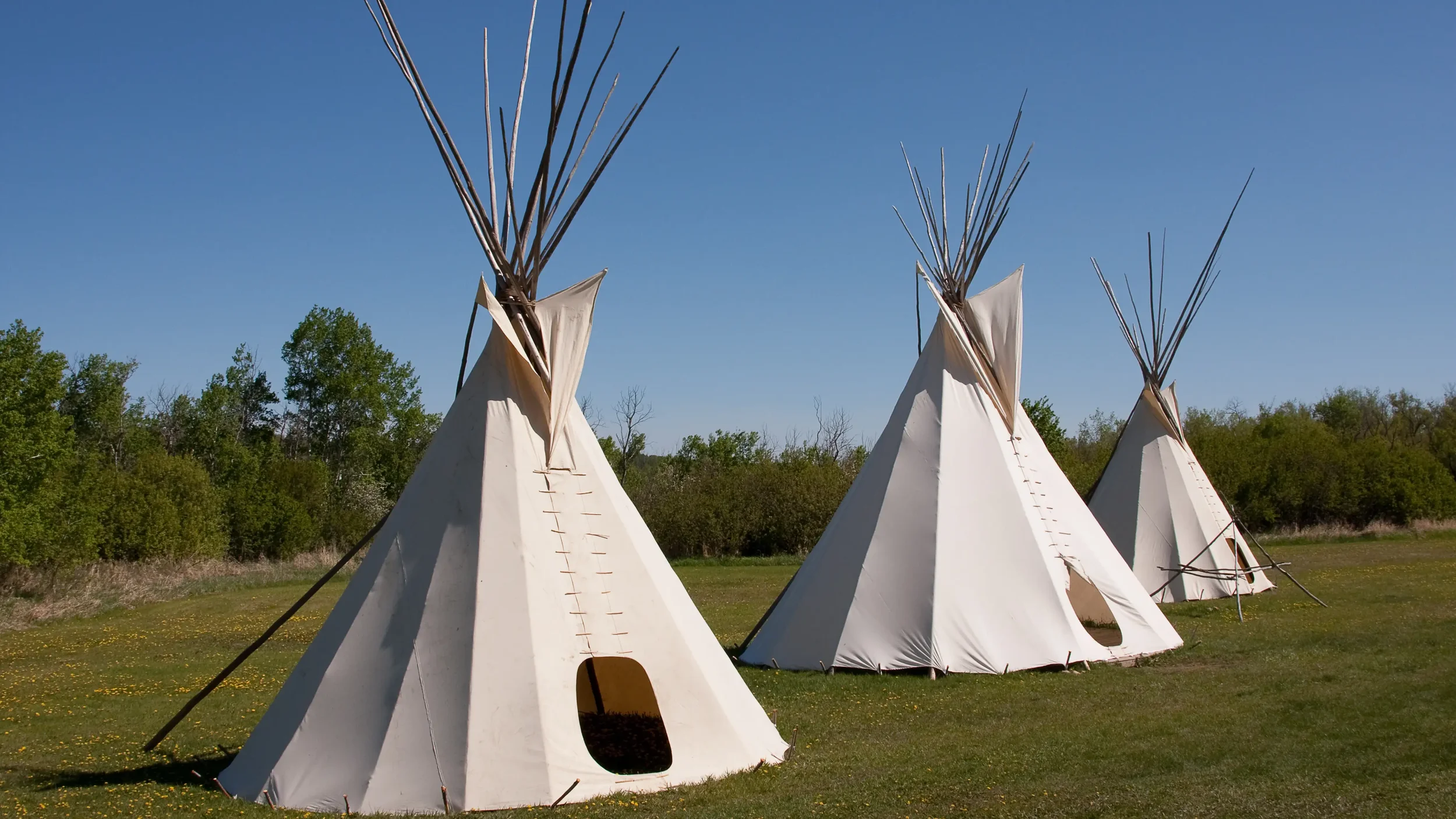 Three traditional Native American tipis made of white canvas with wooden poles, set up outdoors on grass with trees and a clear blue sky in the background.