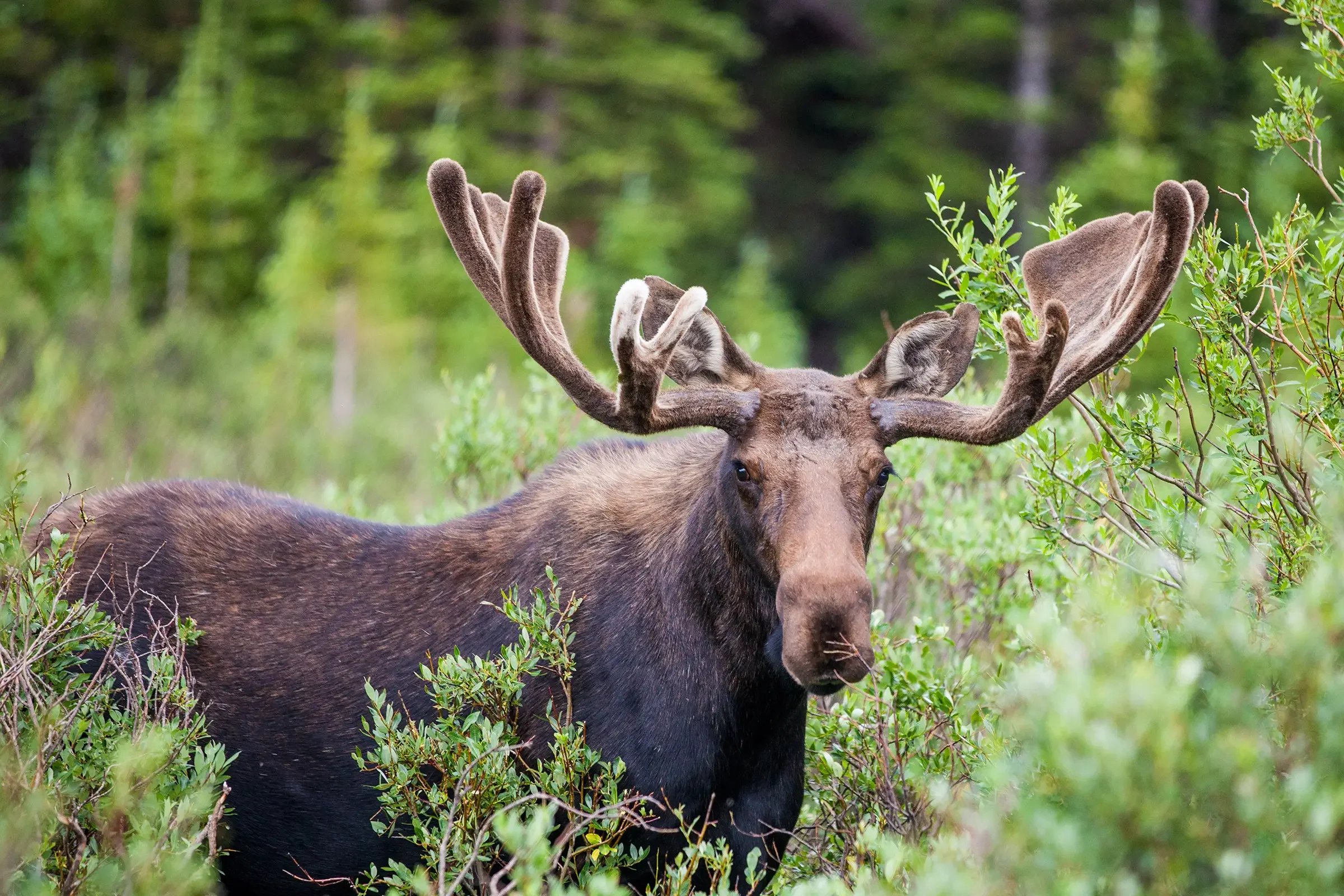 Moose