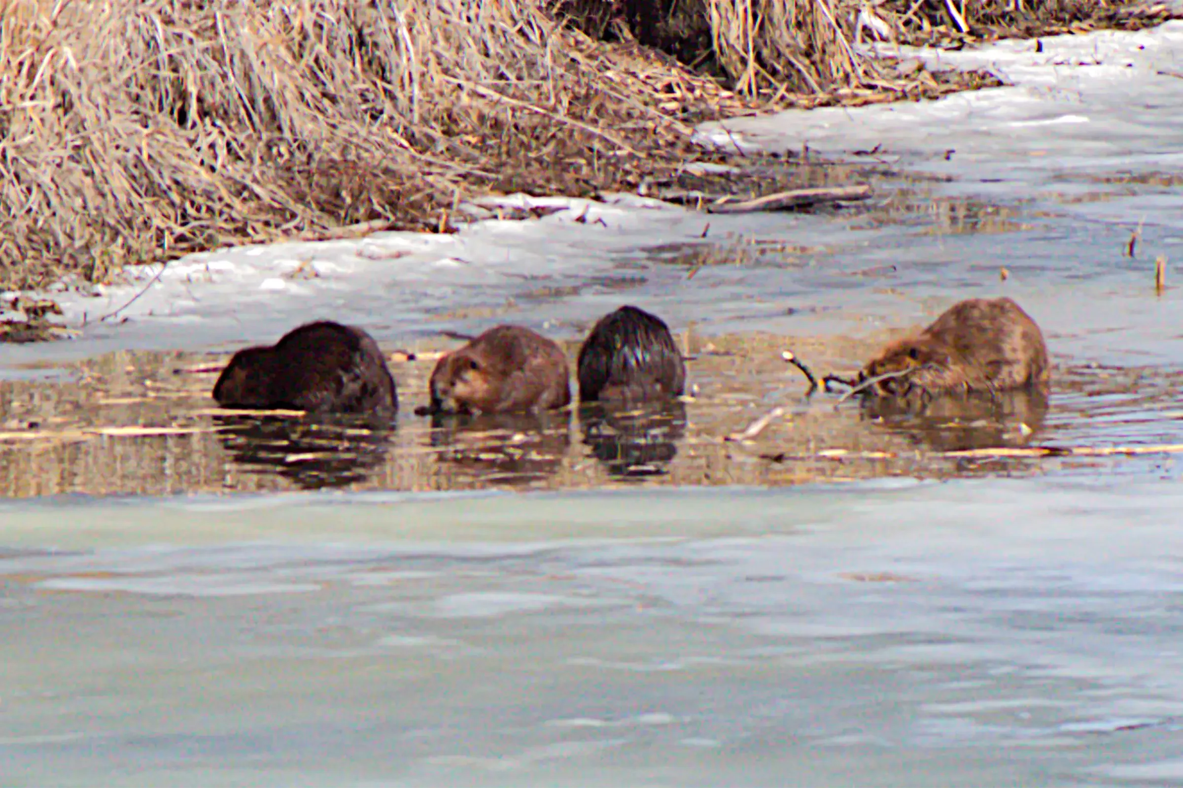 Beaver Family