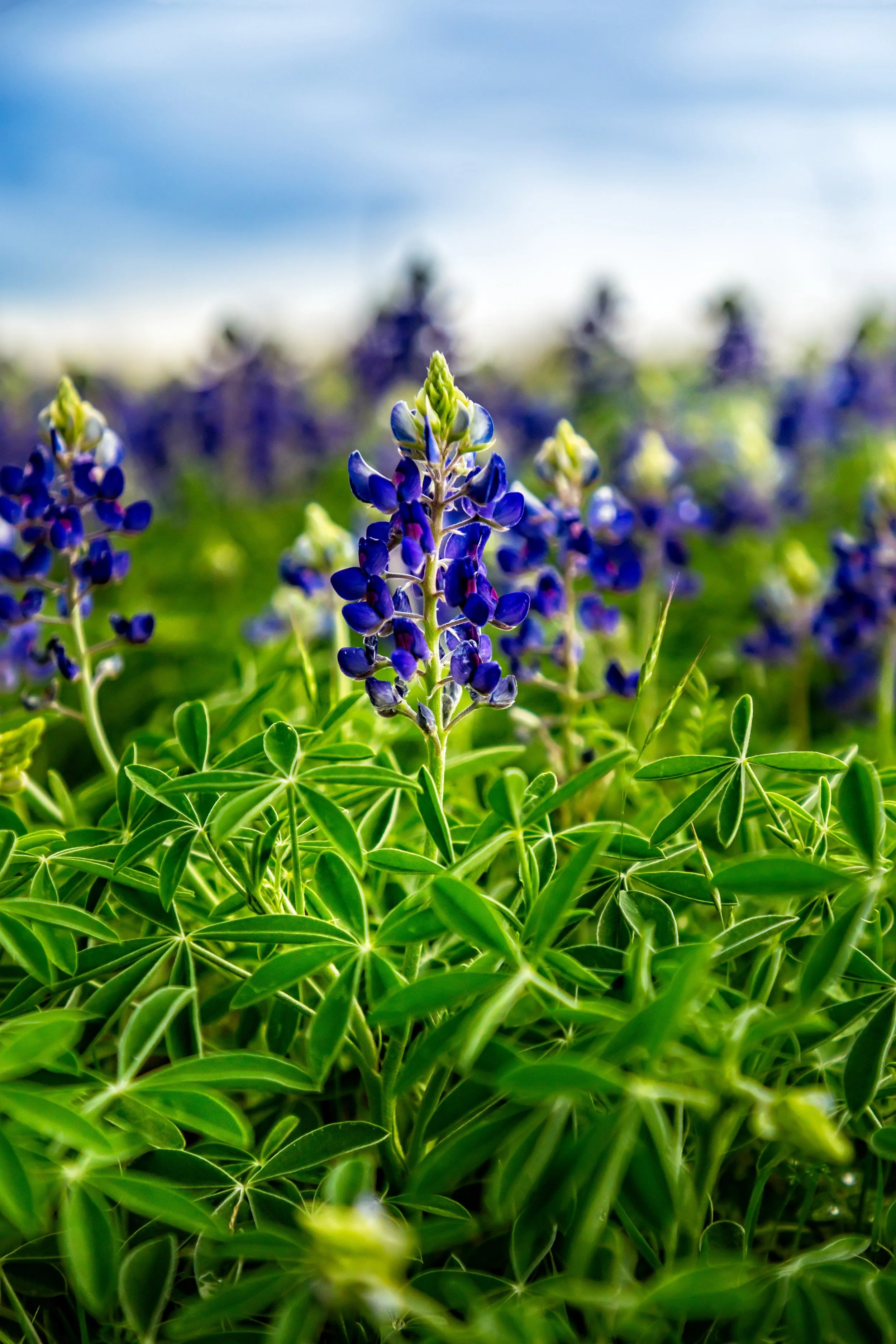 Spring time Texas field with blooming blue bonnets