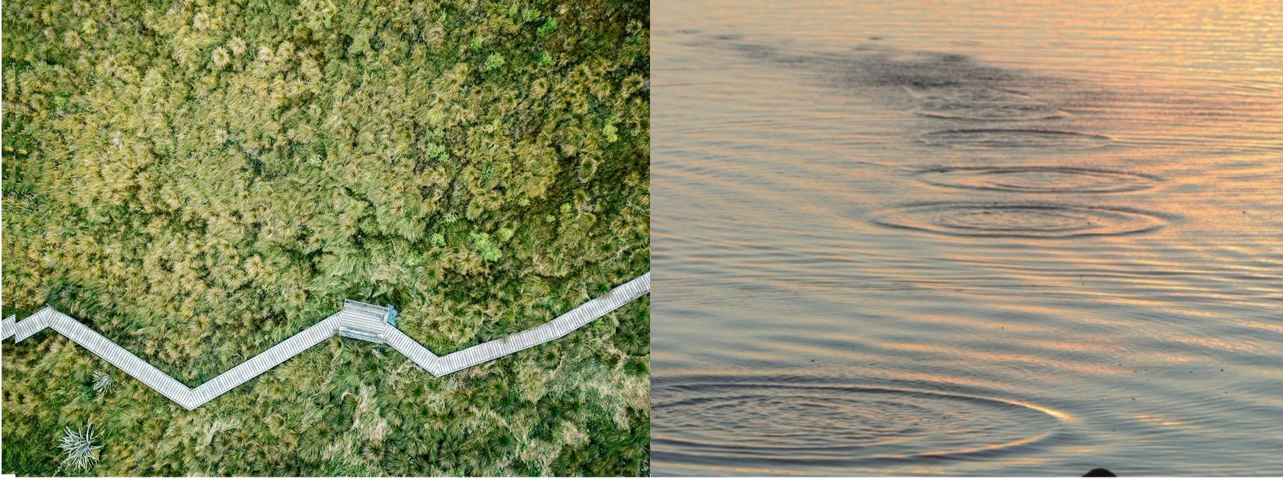 An aerial view of a forested area with a winding wooden boardwalk and a body of water at sunset with gentle ripples.