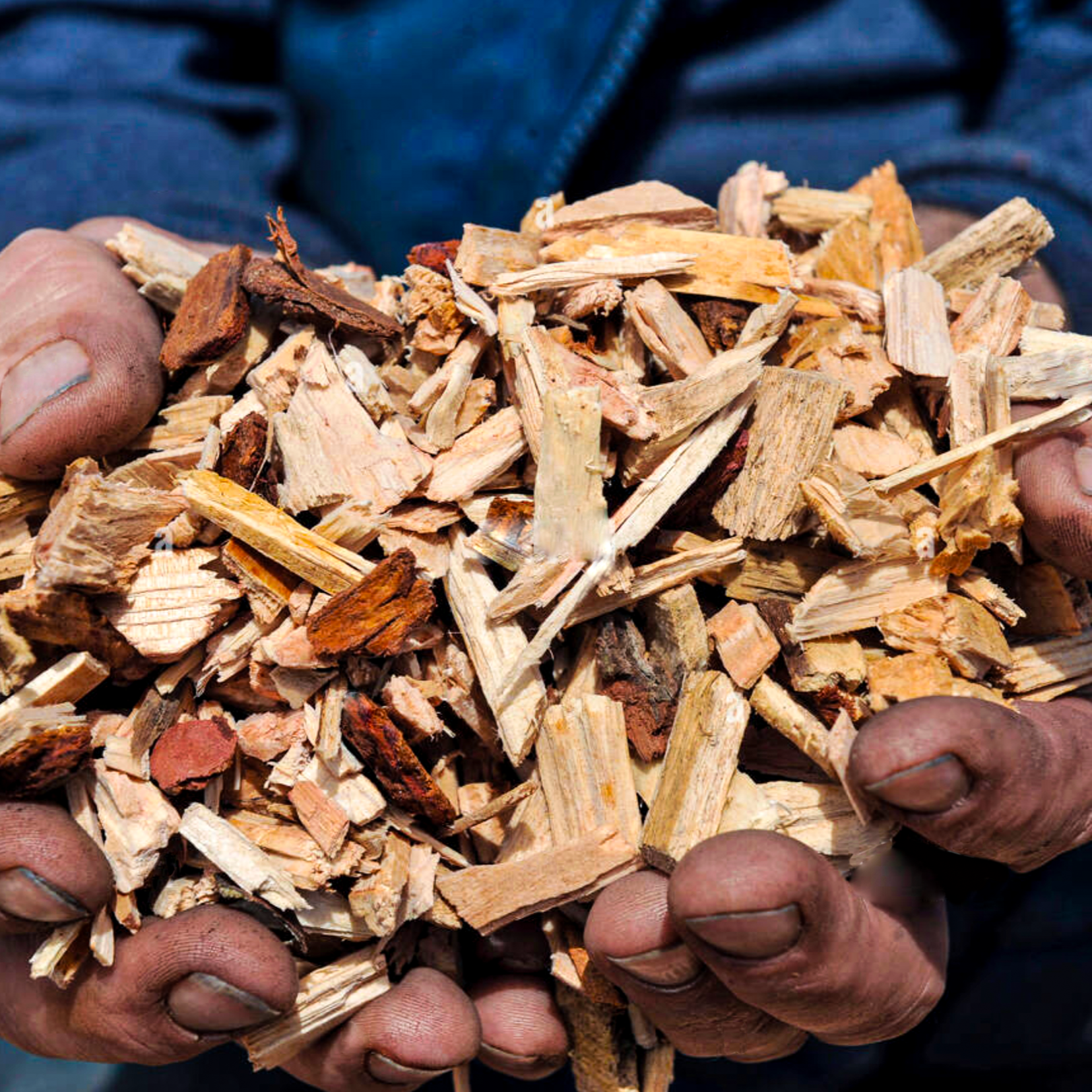 Mains tenant du Bois Raméal Fragmenté, ou BRF. c'est utilisé dans le compost de bio compost.