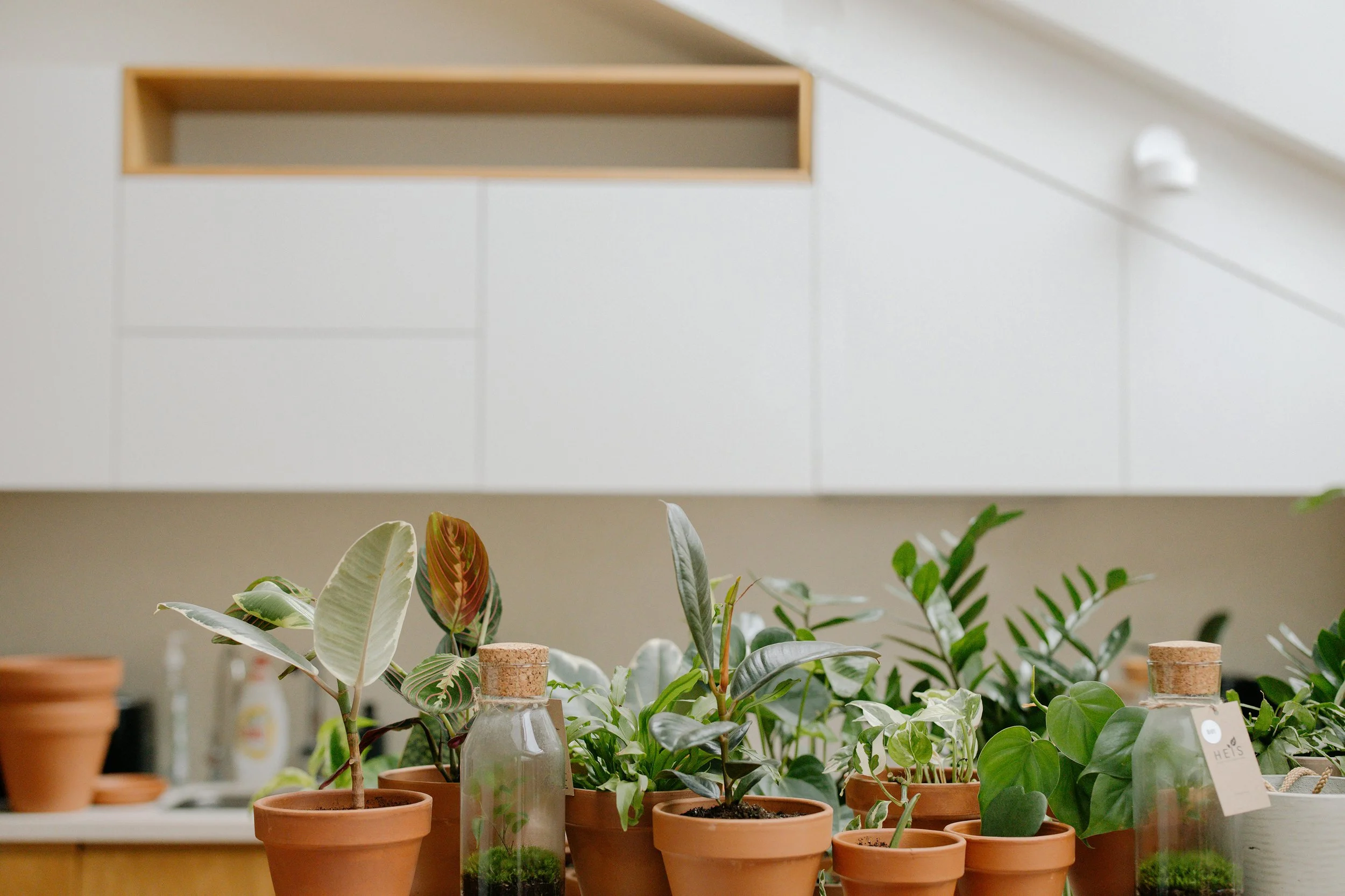 Une collection de plantes d'intérieur dans des pots en terre cuite, avec des feuilles vertes variées, sur une surface en bois, dans un environnement intérieur lumineux.