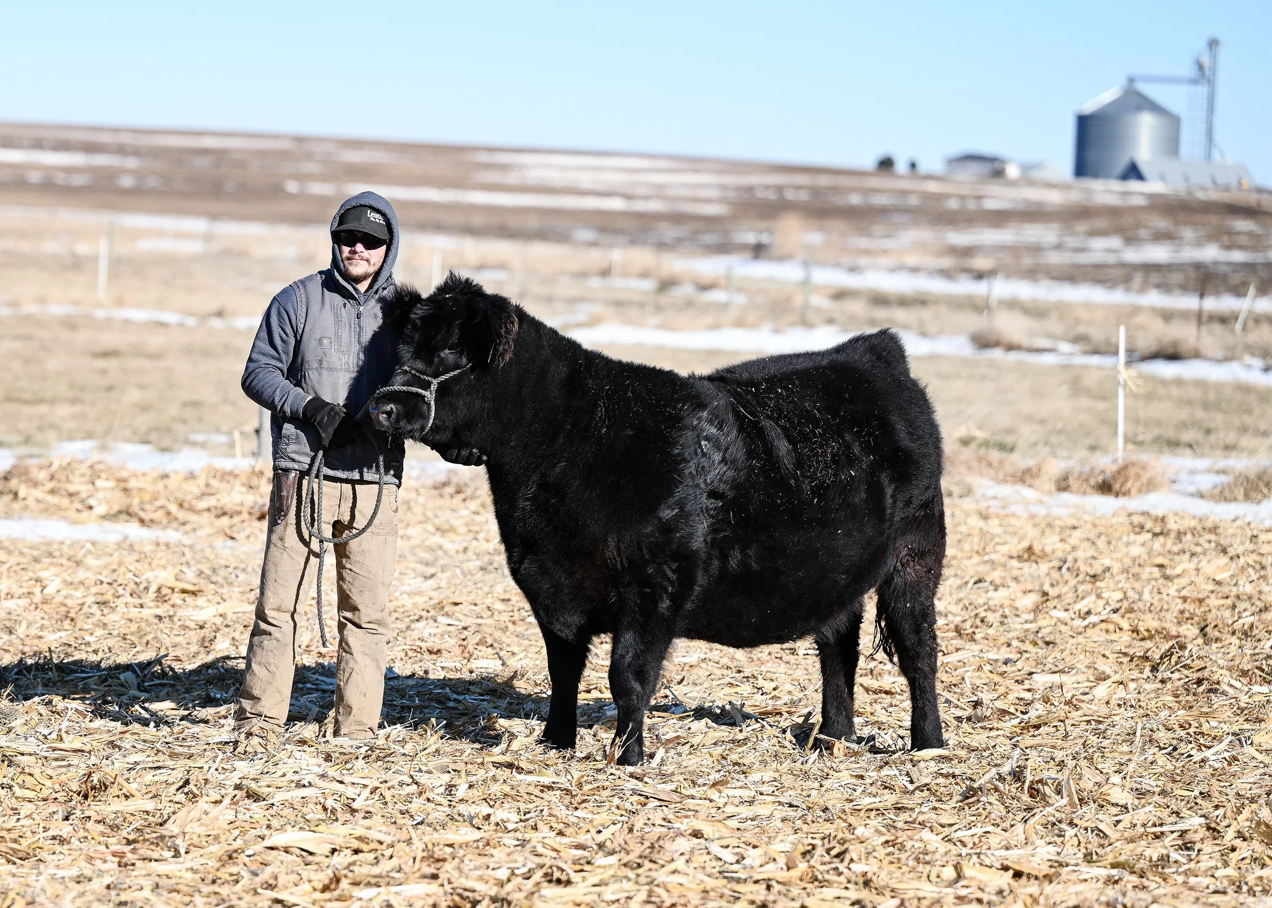A man wearing sunglasses, a hoodie, and a jacket holding a black cow’s halter leash outdoors in a farm setting with a barn and silo in the background.