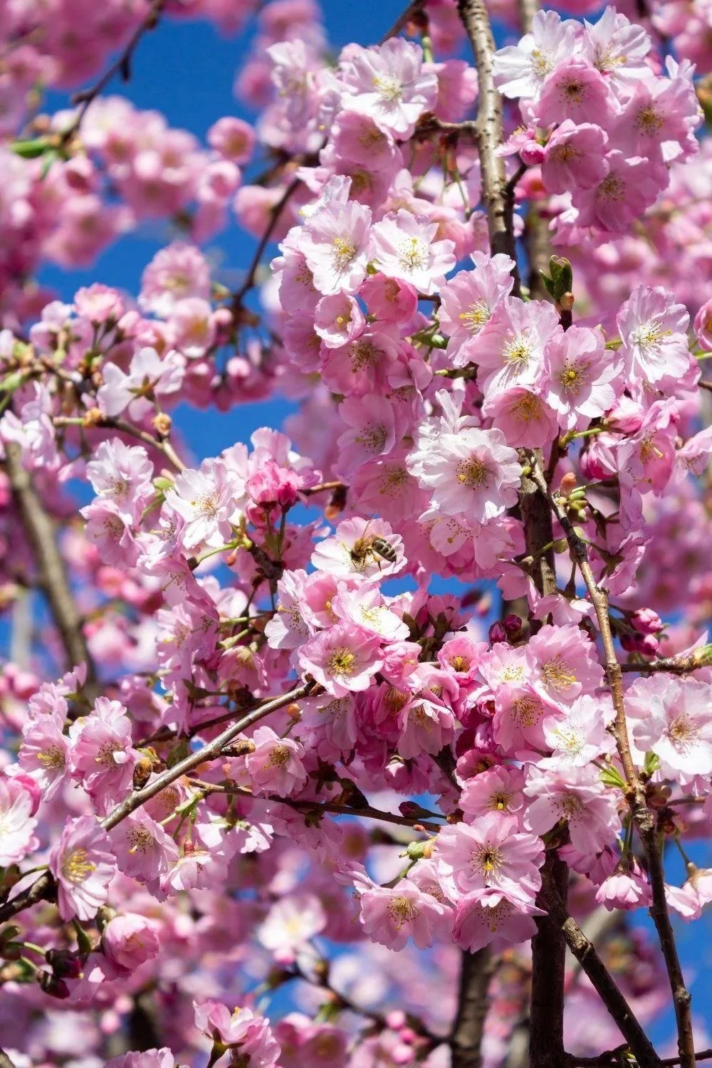 Lotus Flower and Cherry Blossom