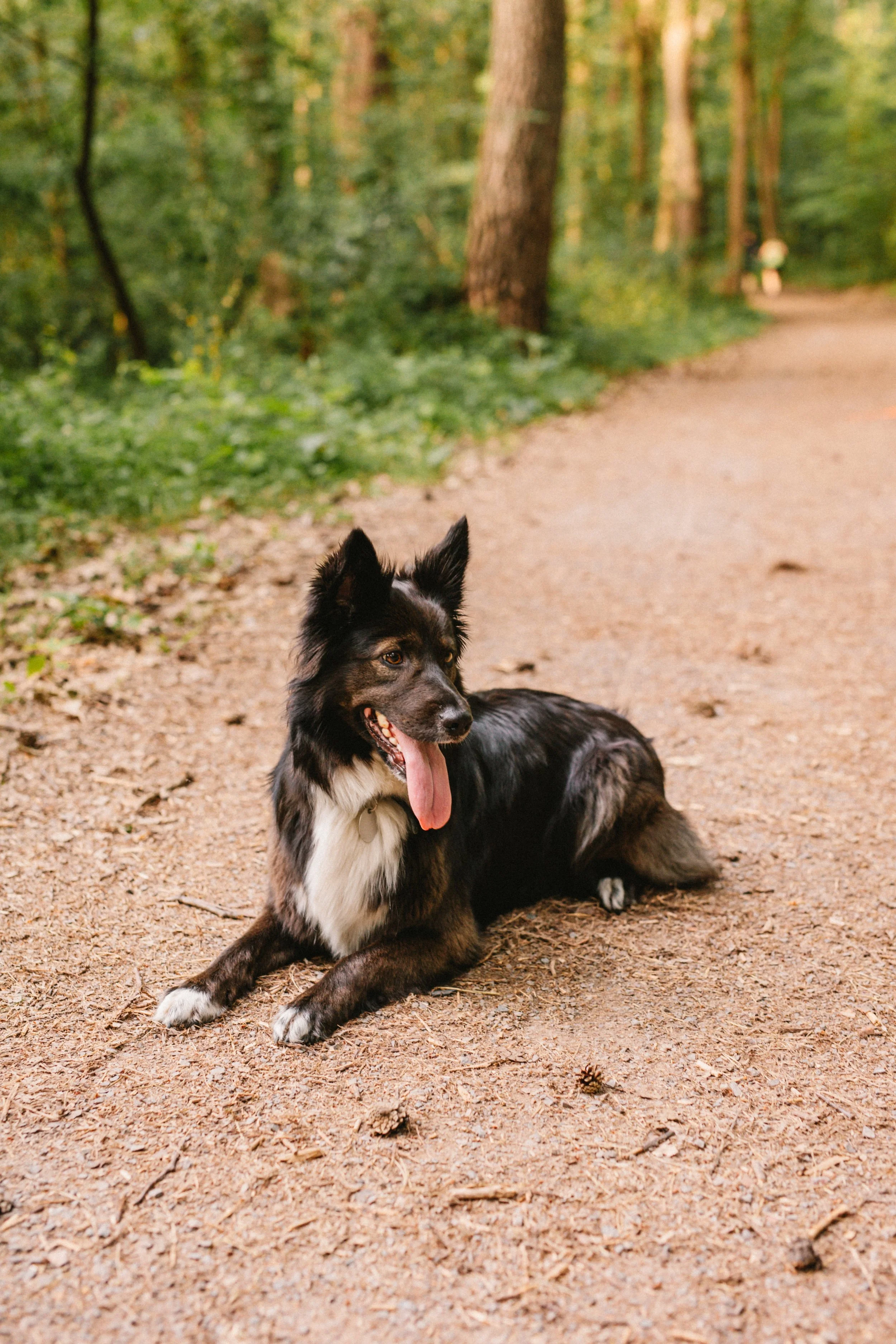 Ein liegender Border Collie Hund auf einem Waldweg, umgeben von Bäumen und Blättern.