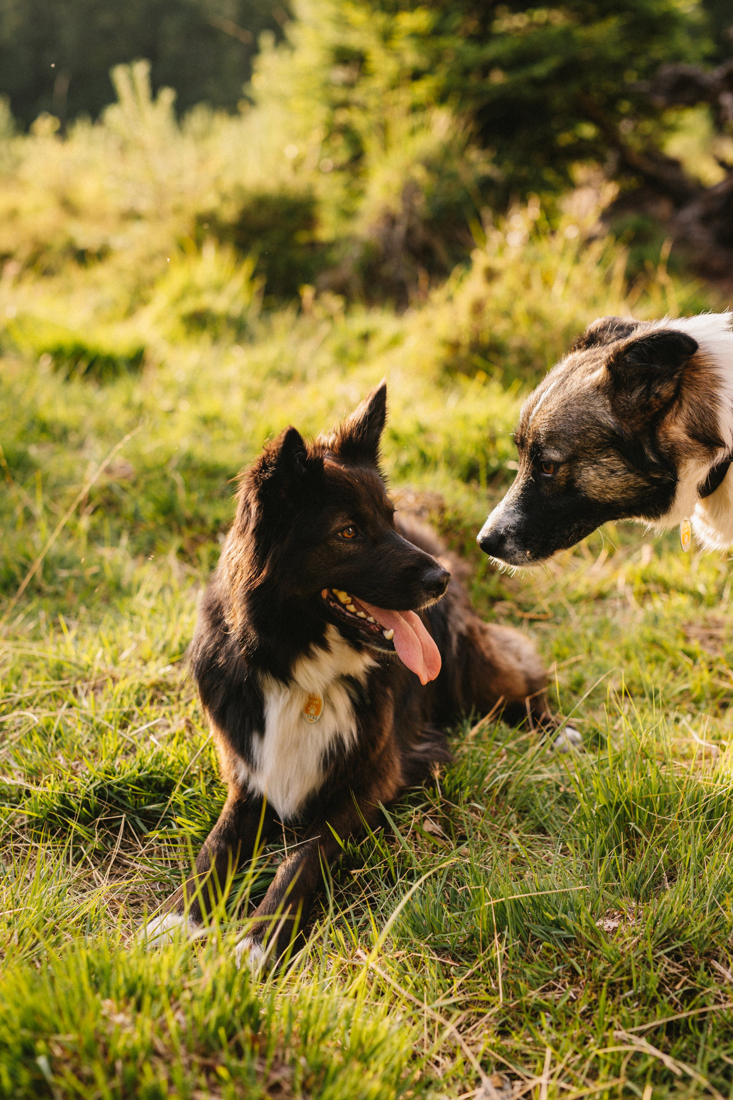 Zwei Hunde, ein schwarz-weißer und ein braun-schwarz gefleckter, sitzen auf grünem Gras im Freien, umgeben von Bäumen und Pflanzen bei Sonnenuntergang.