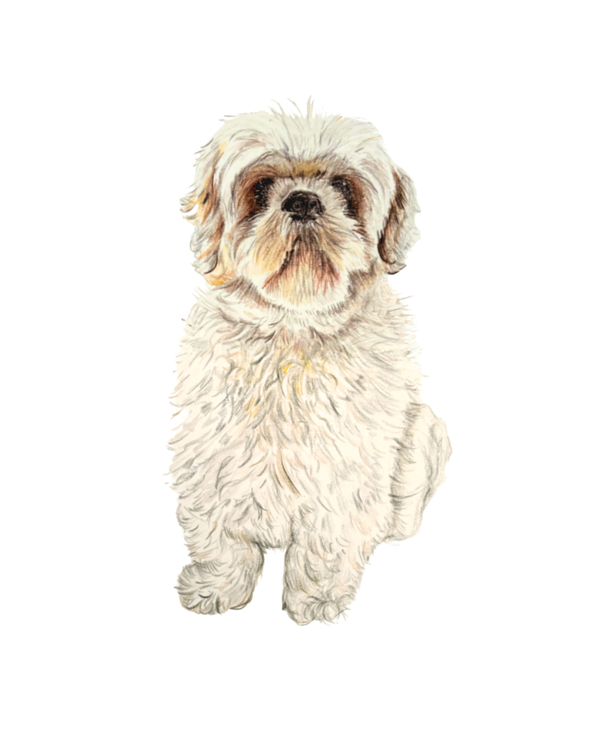 Detailed hand-drawn pet portrait of a white fluffy dog, a perfect personalized gift for animal lovers