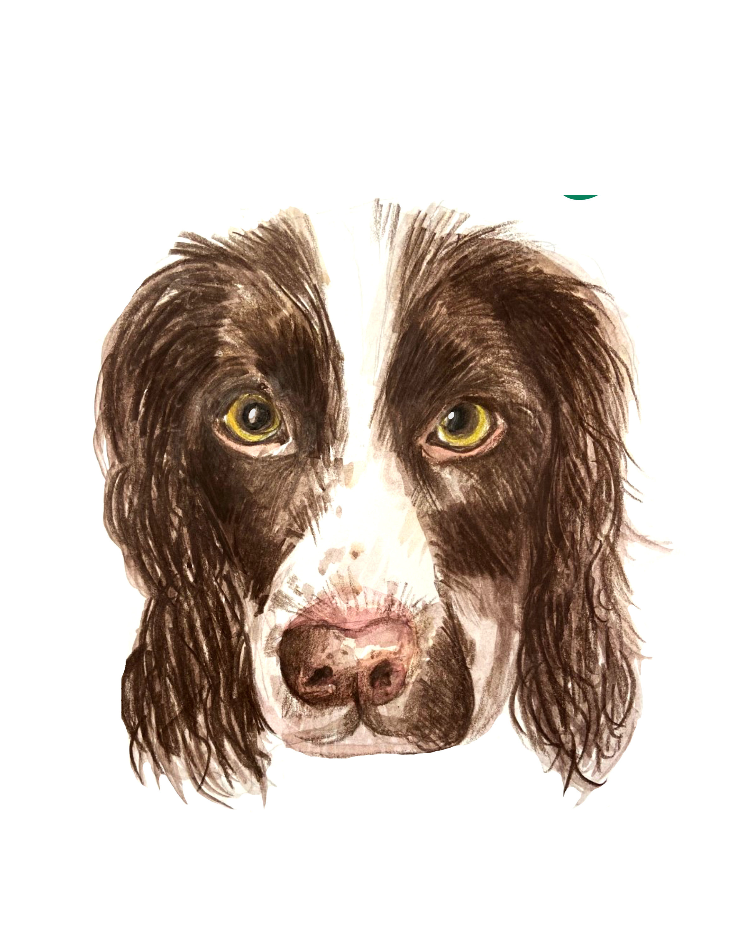 Detailed hand-drawn pet portrait of a brown and white sprocker spaniel dog, a perfect personalized gift for animal lovers