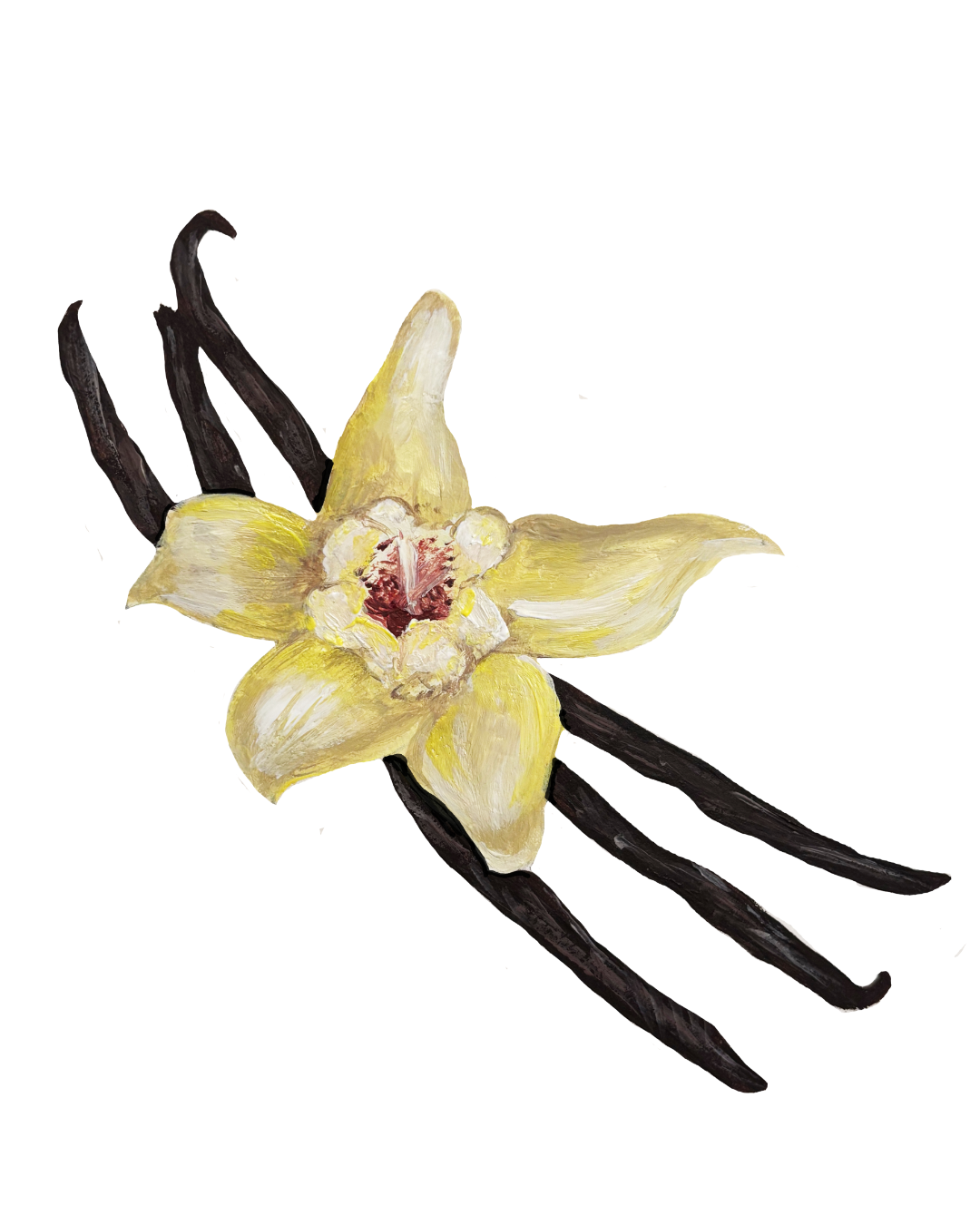 Bespoke Illustration Vanilla Pod wall vinyls for a corporate office venue Gu Desserts