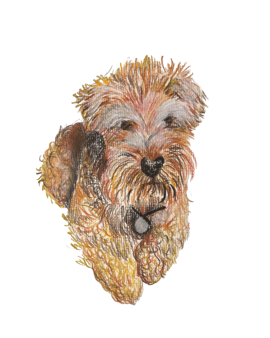 Detailed hand-drawn pet portrait of a white Welsh Terrier dog, a perfect personalized gift for animal lovers
