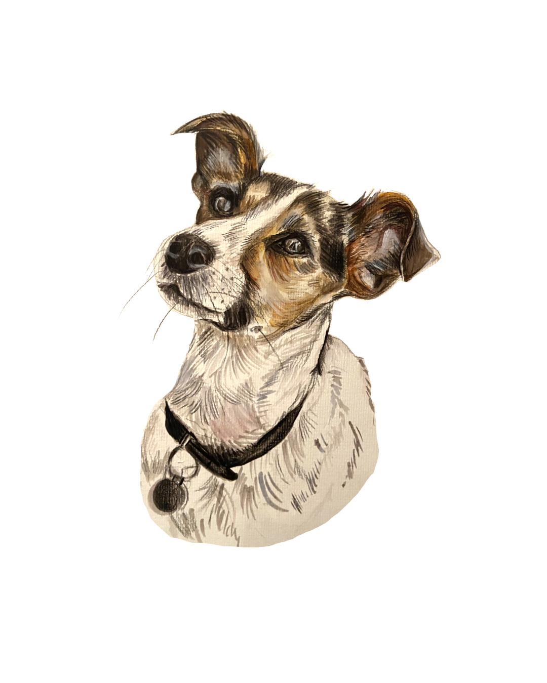 Detailed hand-drawn pet portrait of a brown and white jack russell dog, a perfect personalized gift for animal lovers