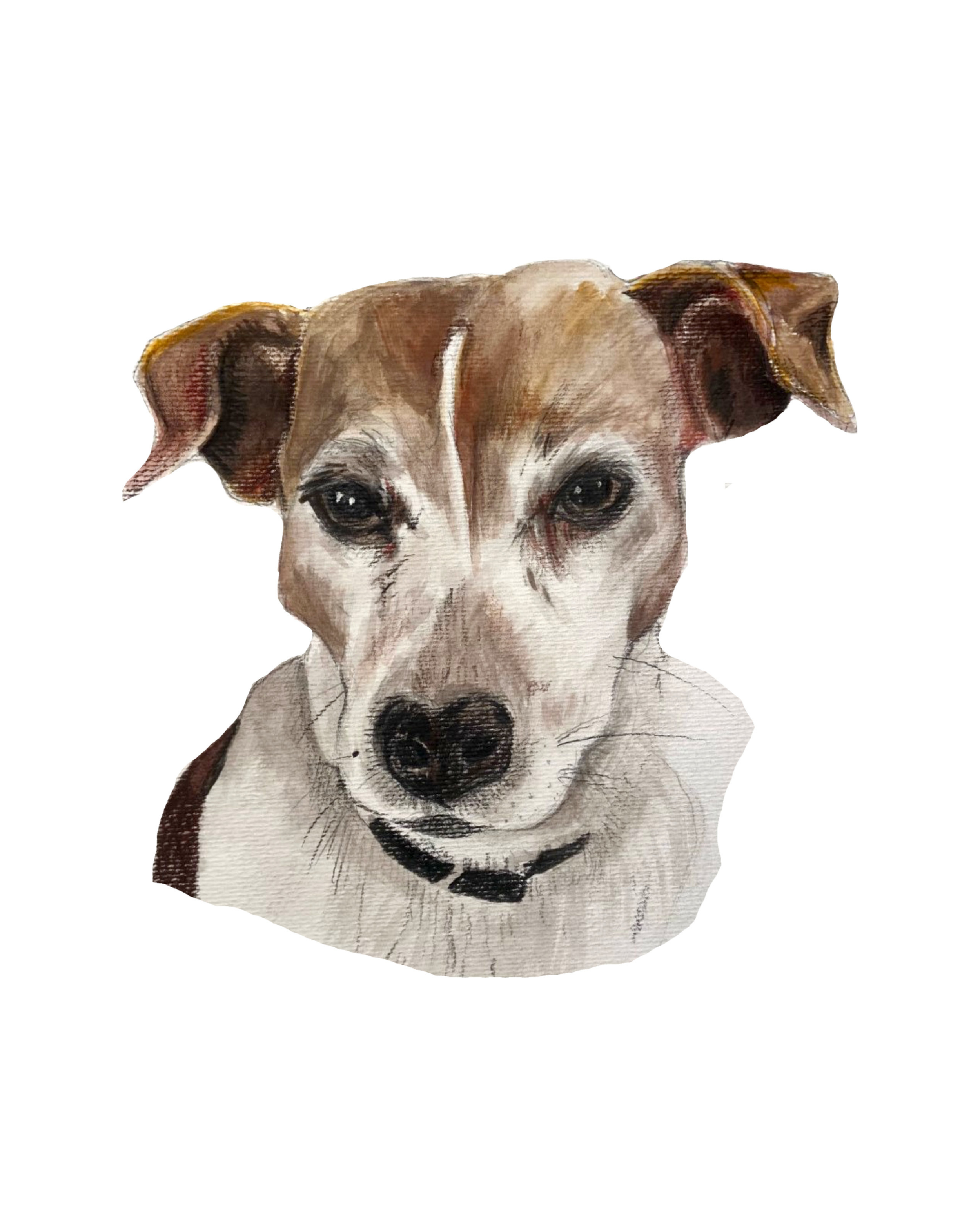 Detailed hand-drawn pet portrait of a white and brown Jack russell dog, a perfect personalized gift for animal lovers