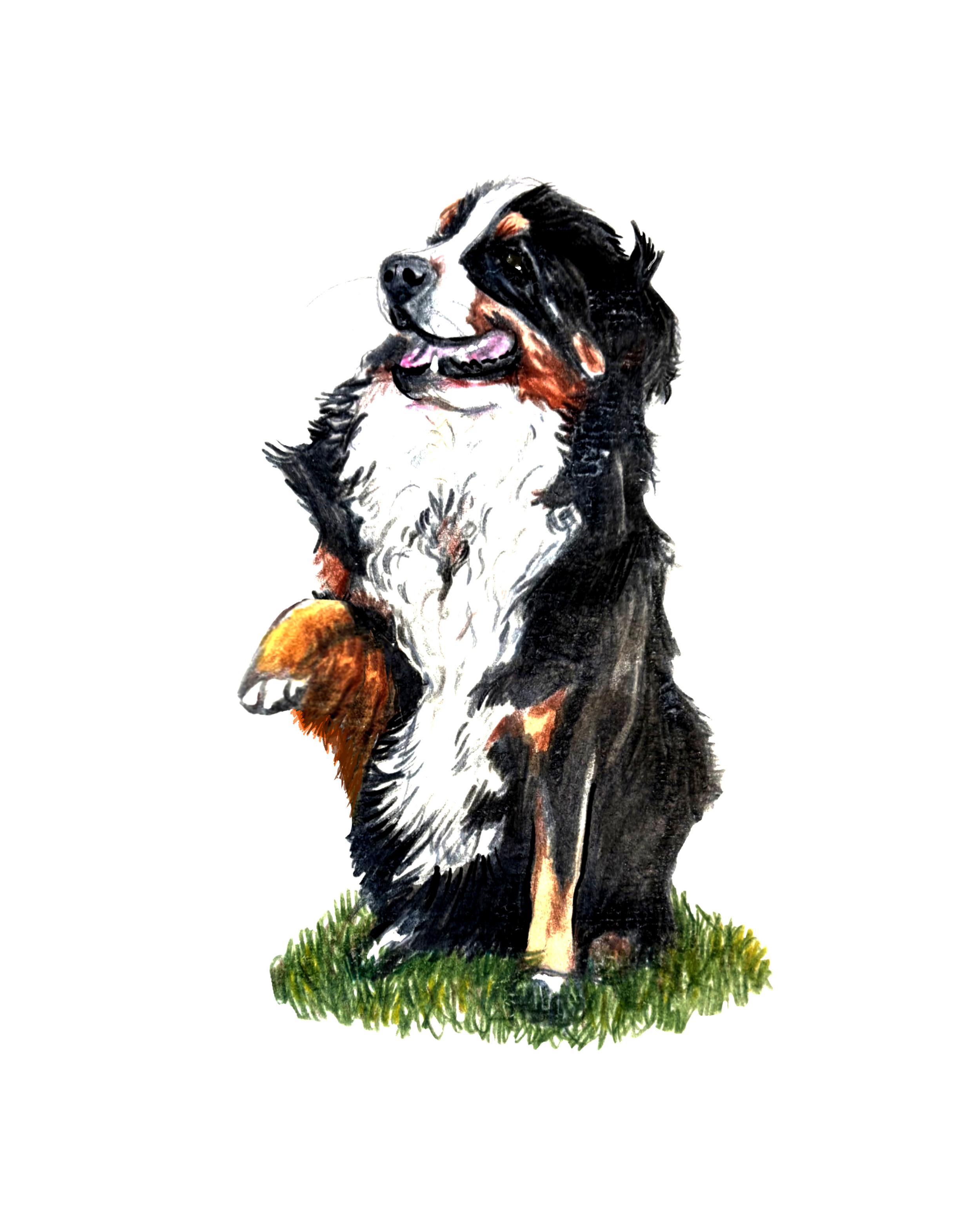 Detailed hand-drawn pet portrait of a black and white Saint Bernard dog, a perfect personalized gift for animal lovers