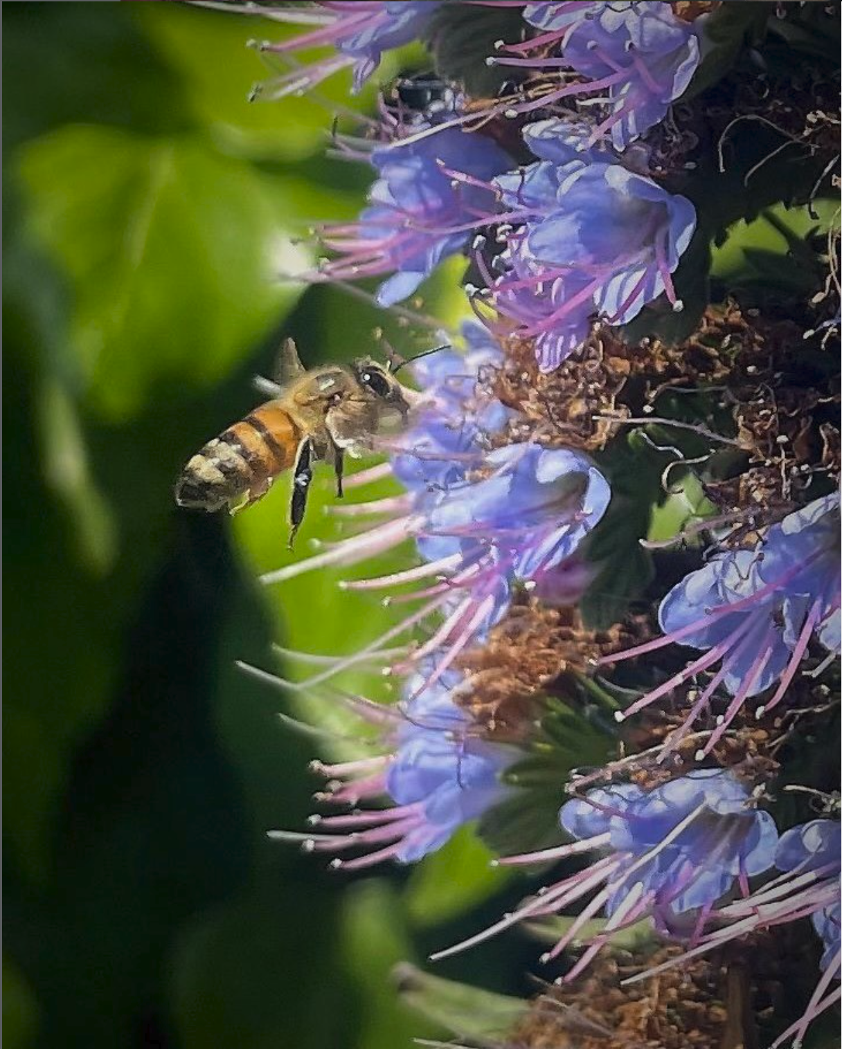 A bee collecting nectar from purple and pink flowers surrounded by green leaves.