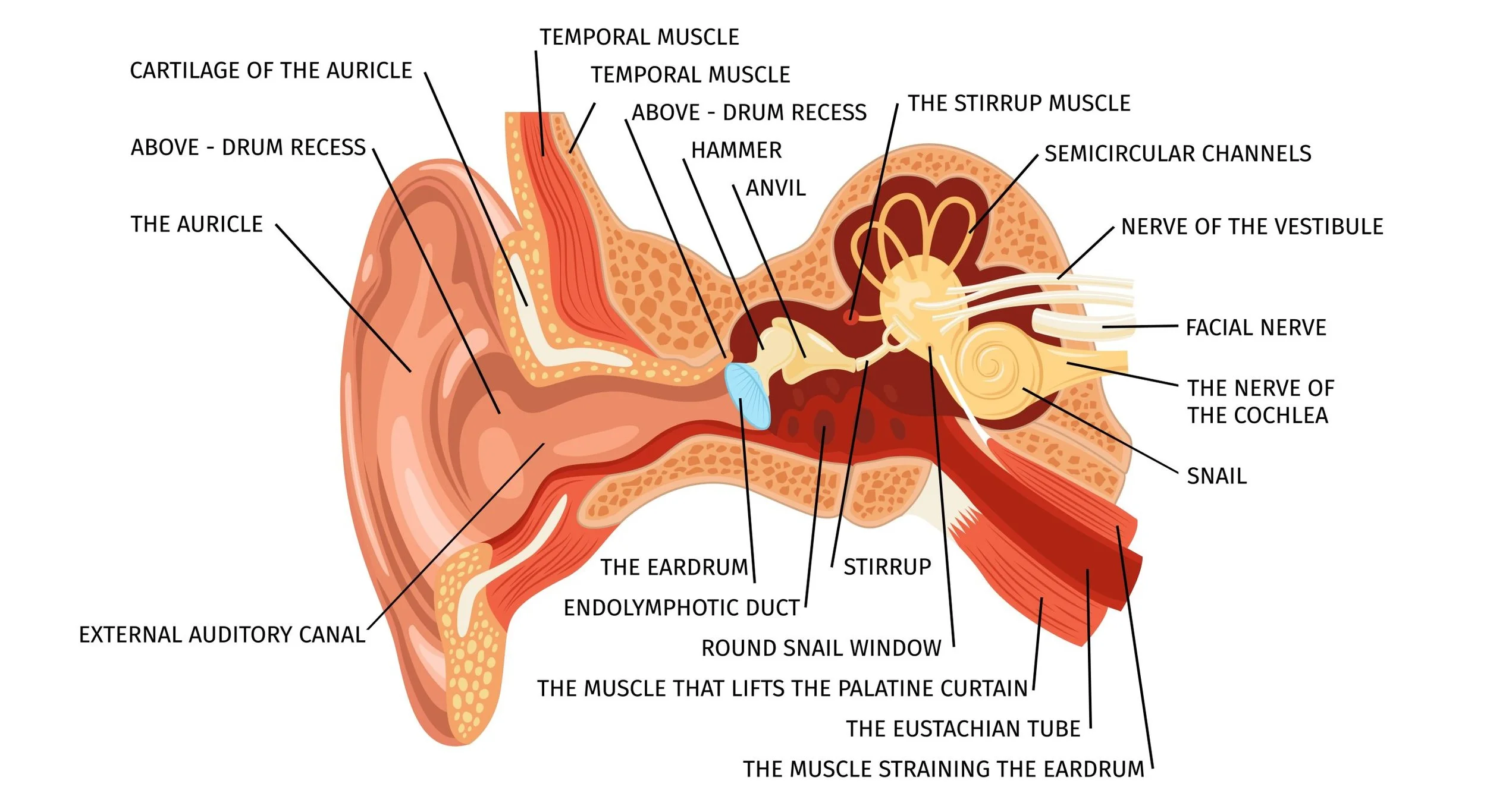 A detailed diagram of the human ear showing various parts labeled, including the external auditory canal, the auricle, the cartilage of the auricle, above drum recess, the auricle, the eardrum, endolymphatic duct, the muscle that lifts the palatine curtain, the stirrup, round snail window, the nerve of the cochlea, snail, facial nerve, the nerve of the vestibule, semircircular channels, the stirrup muscle, above - drum recess, the temporal muscle, temporal muscle, and the tympanic membrane.
