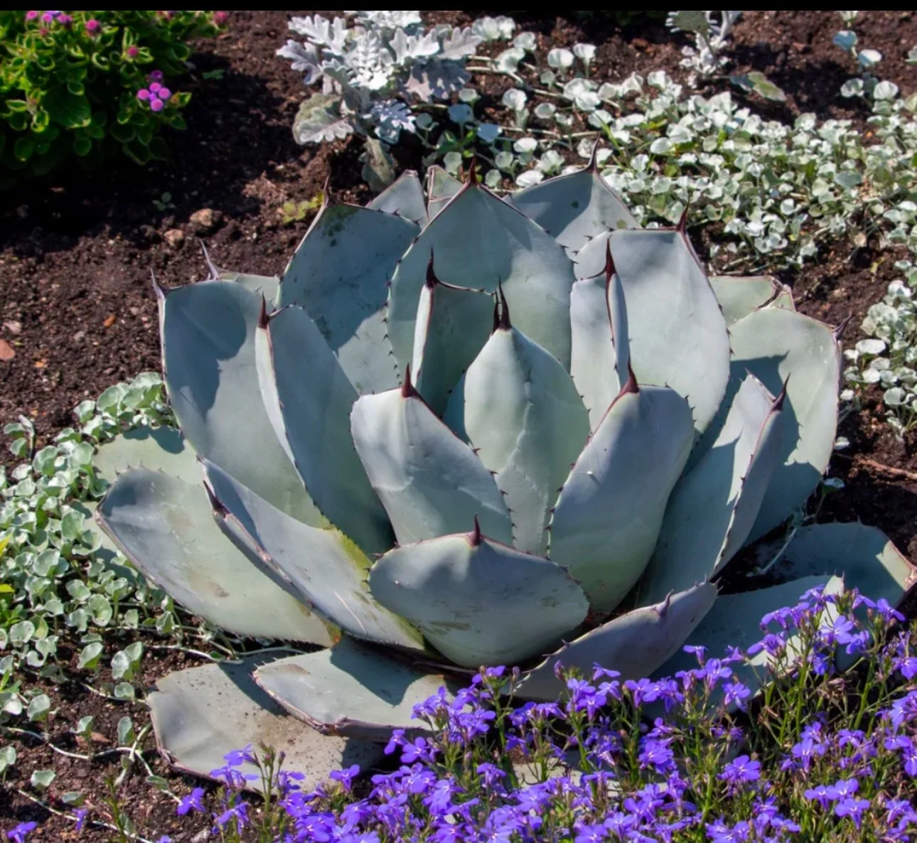 A large agave plant with thick, pale blue-green leaves edged with sharp, dark brown spines, surrounded by small purple and white flowers in a garden bed.