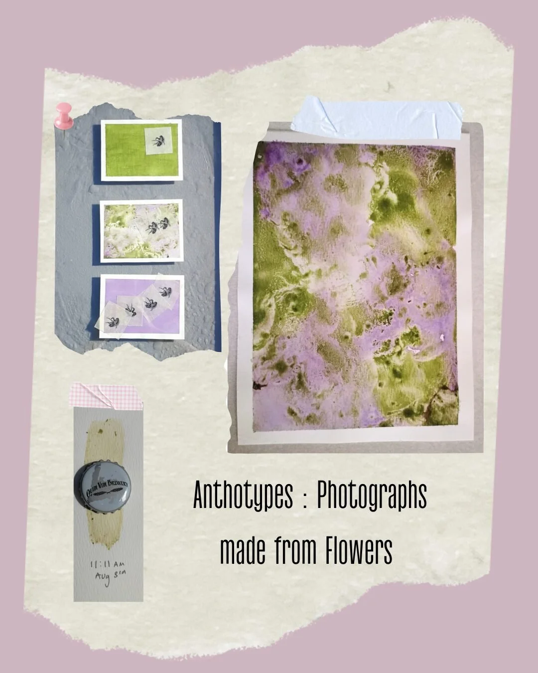 Anthotypes: Photographs from Flowers