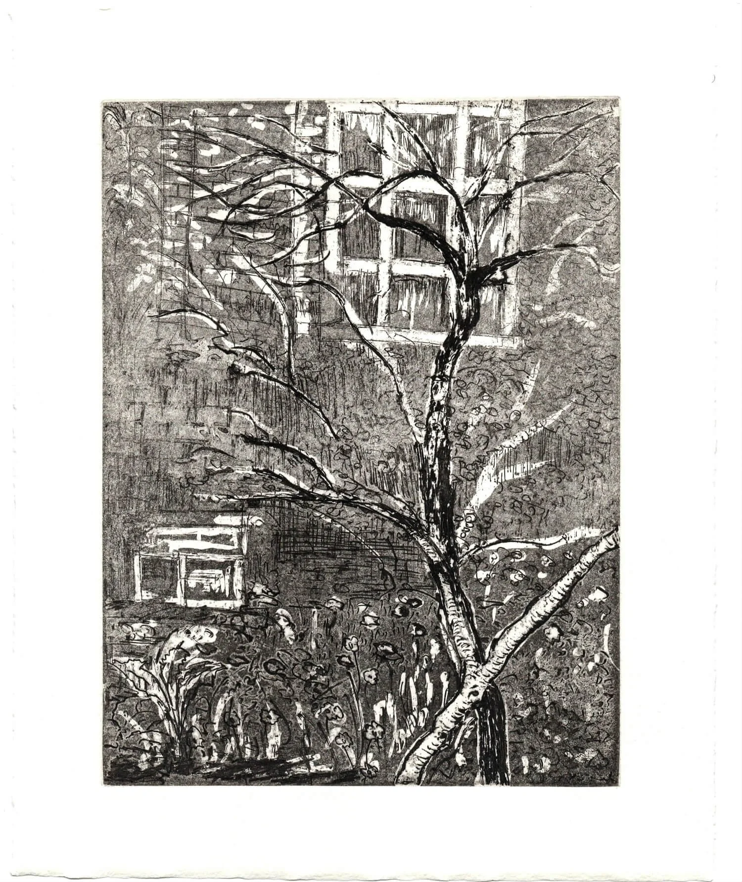 Eastern Redbud - Emmanuel Osahor