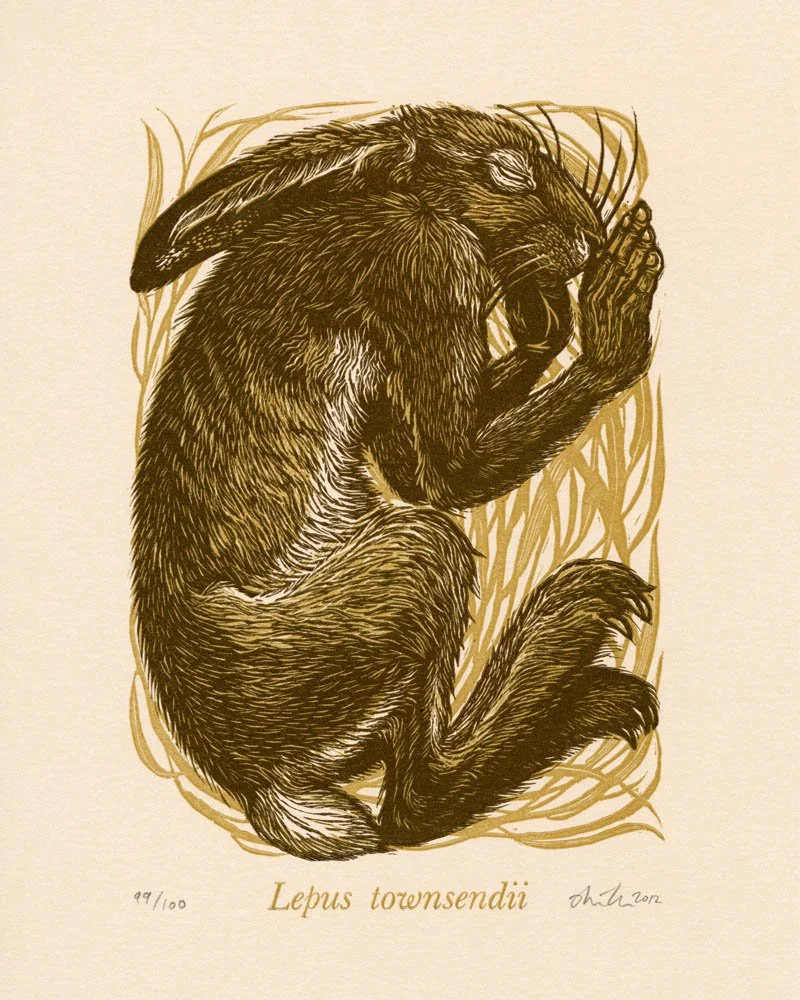 Lepus Townsendii - Alison Kubbos