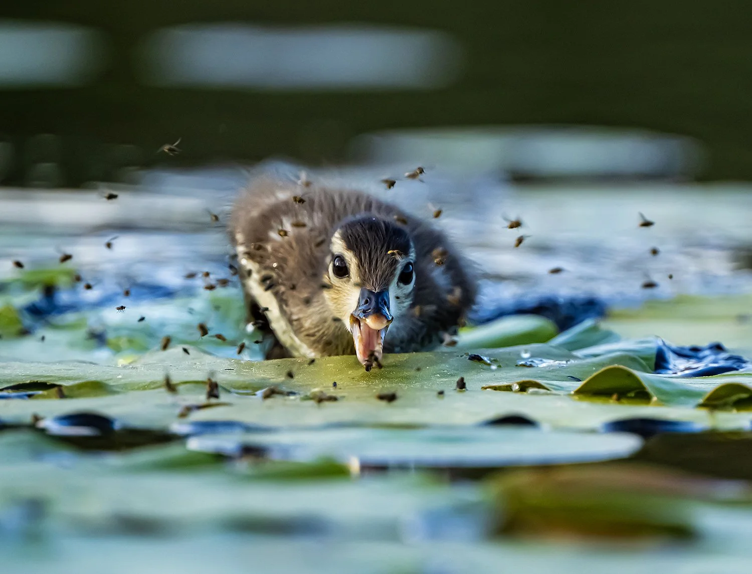 WDDUCK3350.jpg