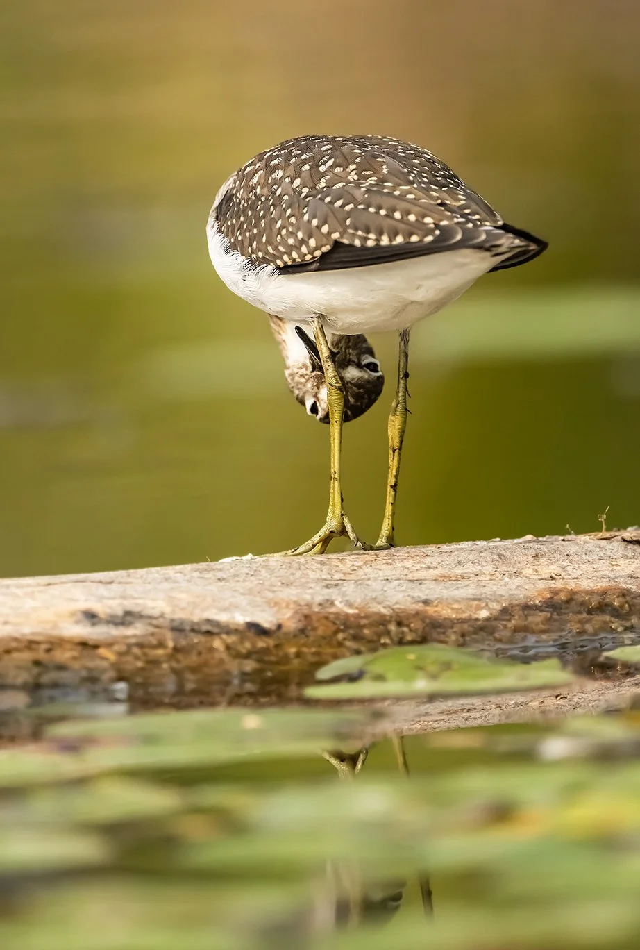A bird standing on one leg on a log, bending its head downward. The background is green and blurry.