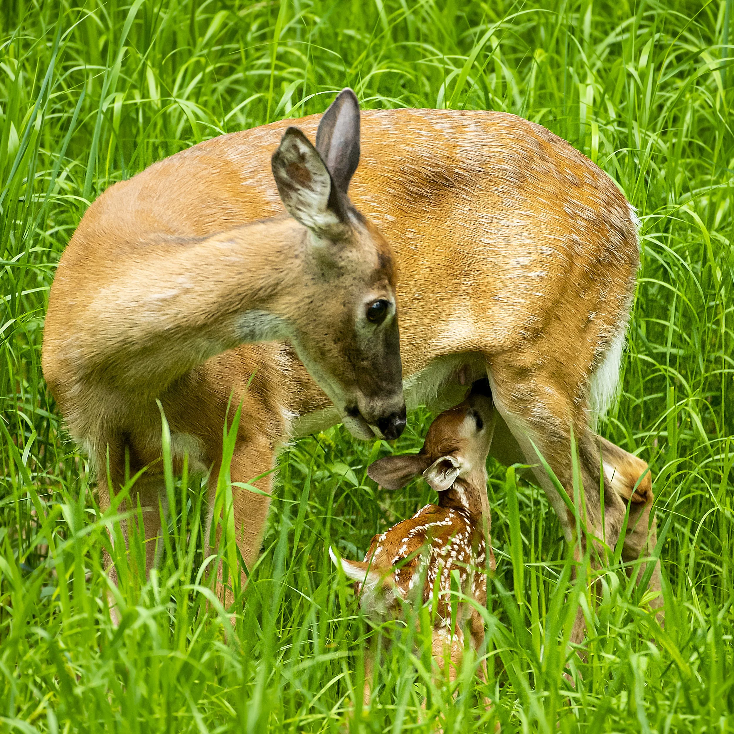 A deer standing in tall green grass with a fawn nursing from its udder.