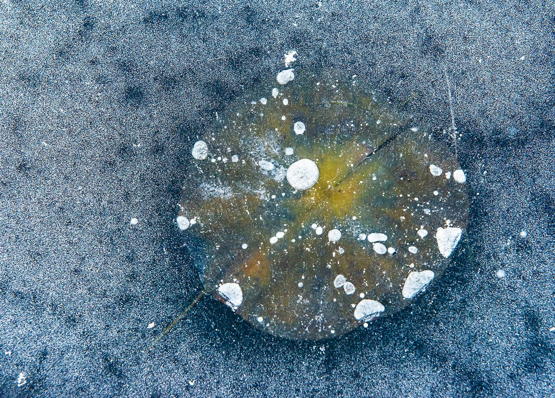 BVRPND1567.jpg