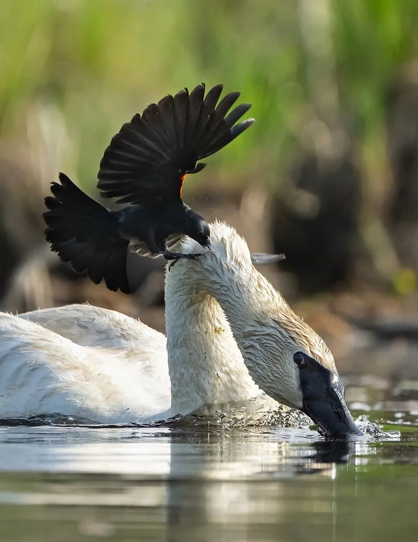 A Red-winged Blackbird attacking the head of a white swan in a body of water.