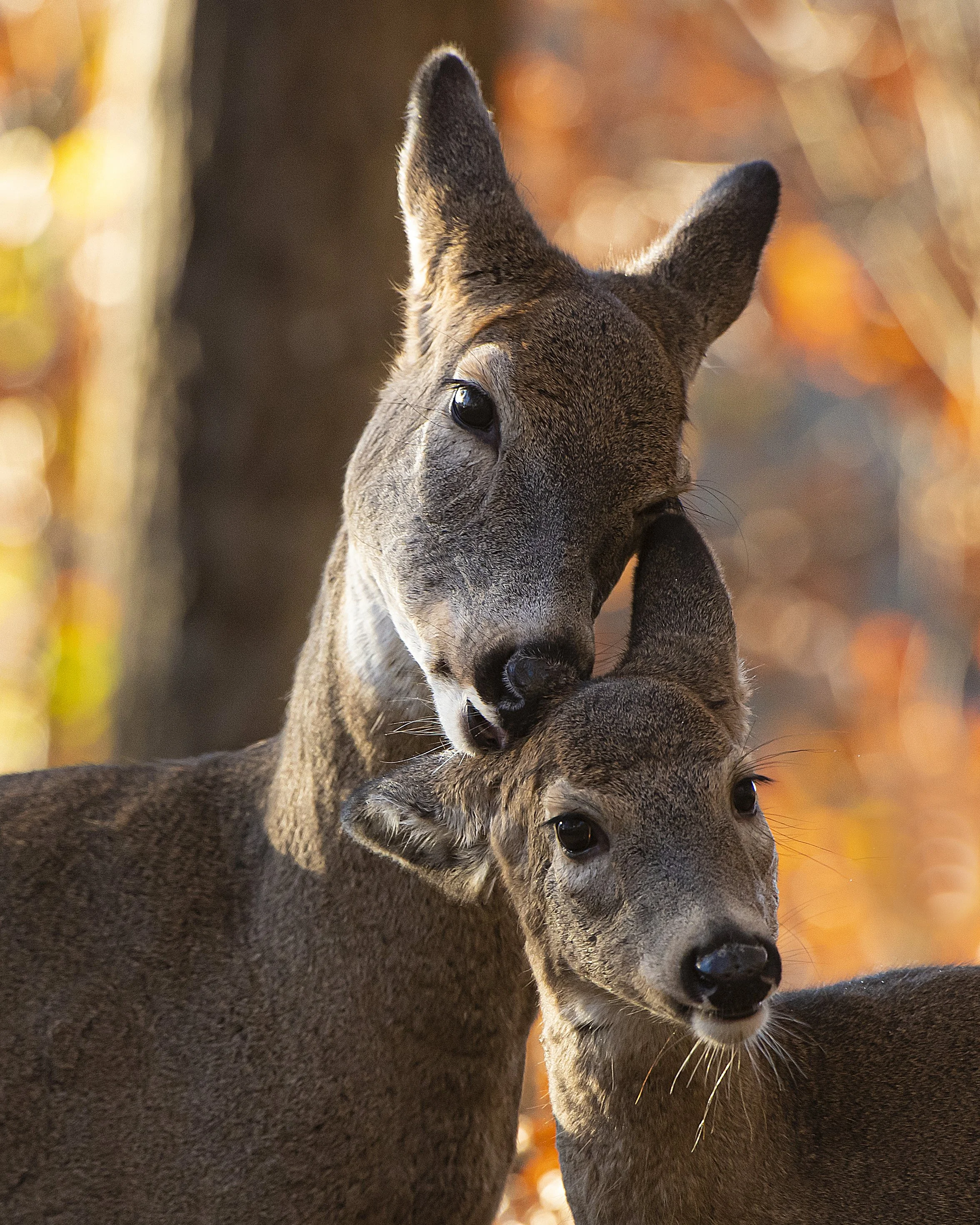 DEER MOTHER cover 8x10.jpg