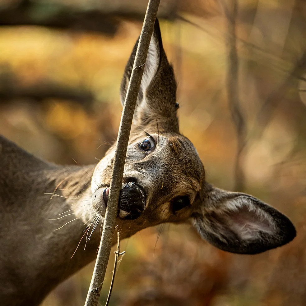 Close-up of a small brown deer peeking through a branch in a forest with autumn-colored foliage.