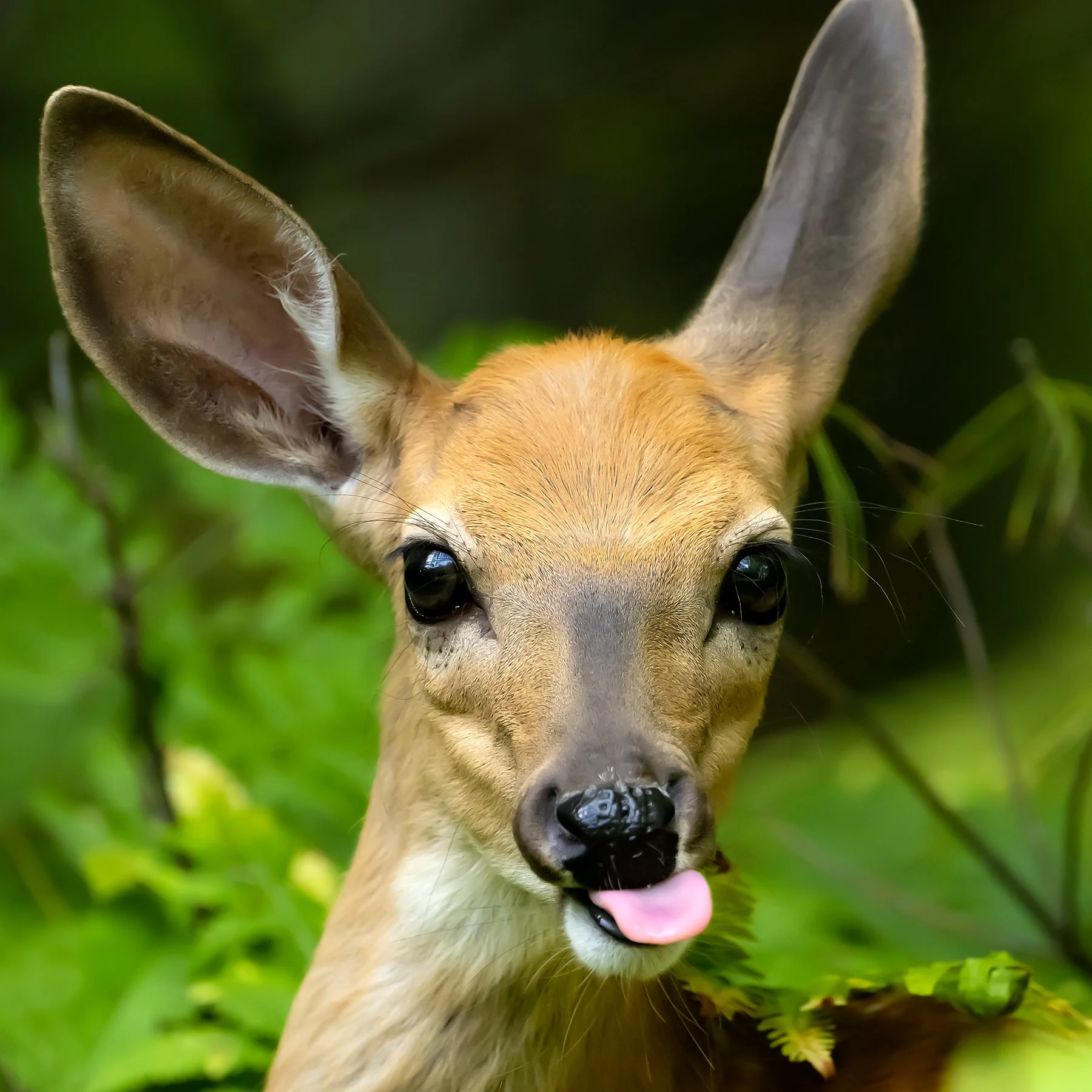 xFawn tongue 0814.jpg
