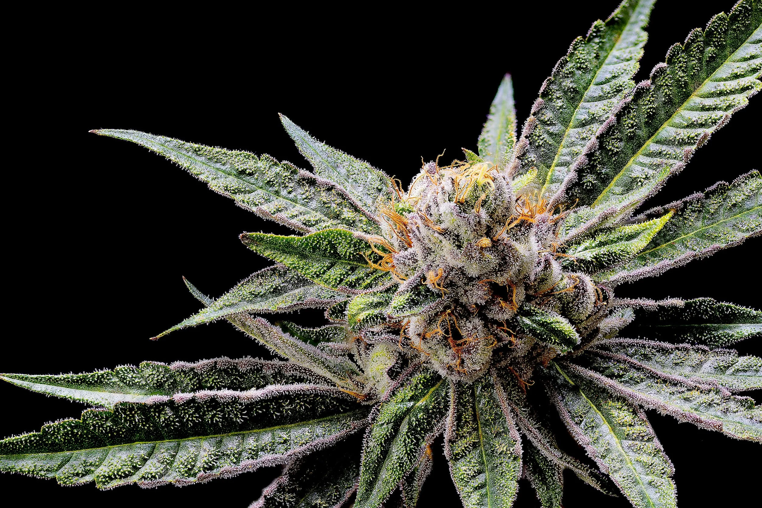 0412_0158_SP_2023-04-08 09-38-41 (B,R8,S4)-1.JPG.JPG