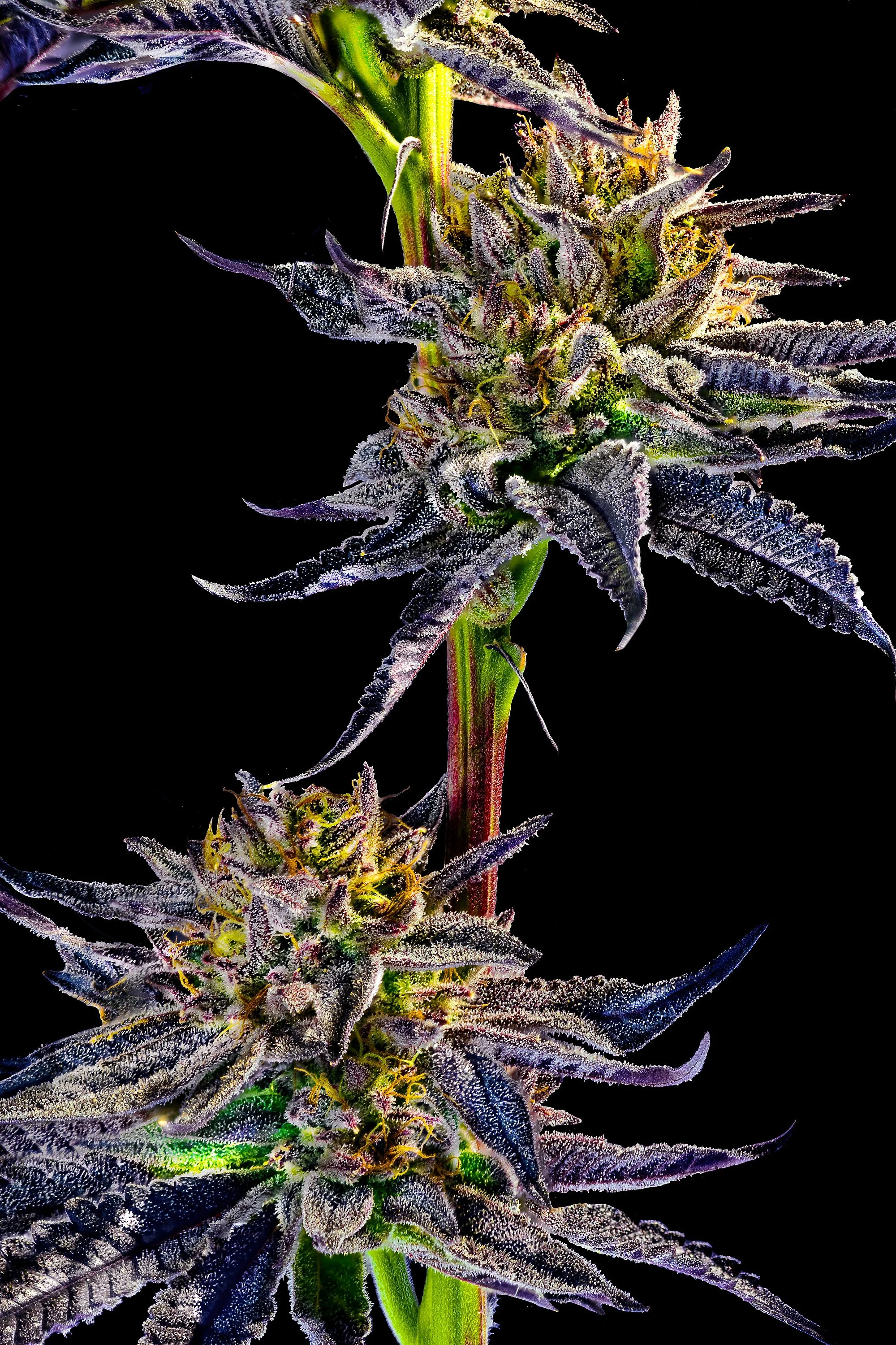 0376_0238_Zurp_2025-10-21 11-42-41 (A,R12,S4) copy.jpg.JPG