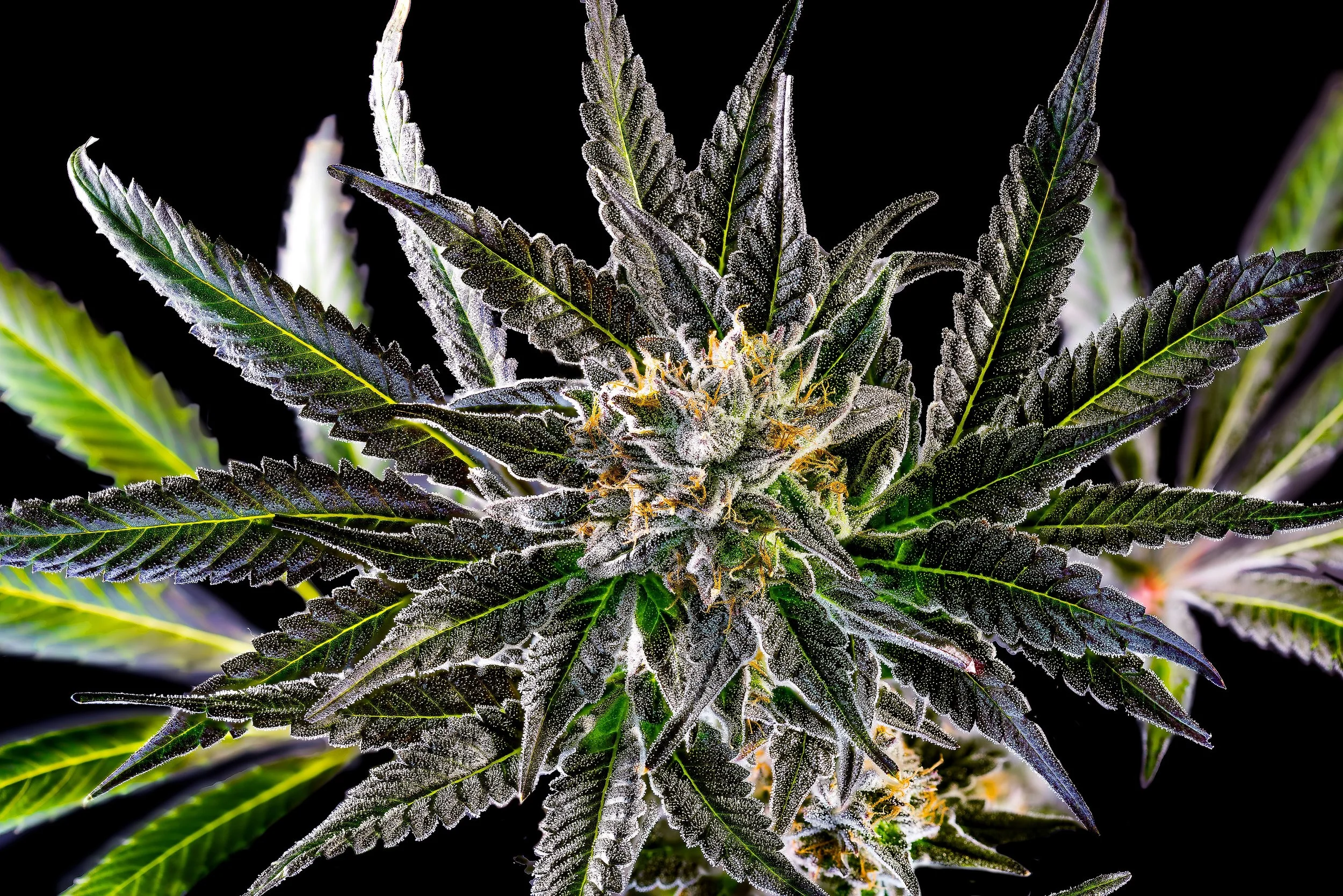 0357_0145_GT18 2025-10-07 00-49-58 (A,R12,S4)-1 copy.JPG.JPG