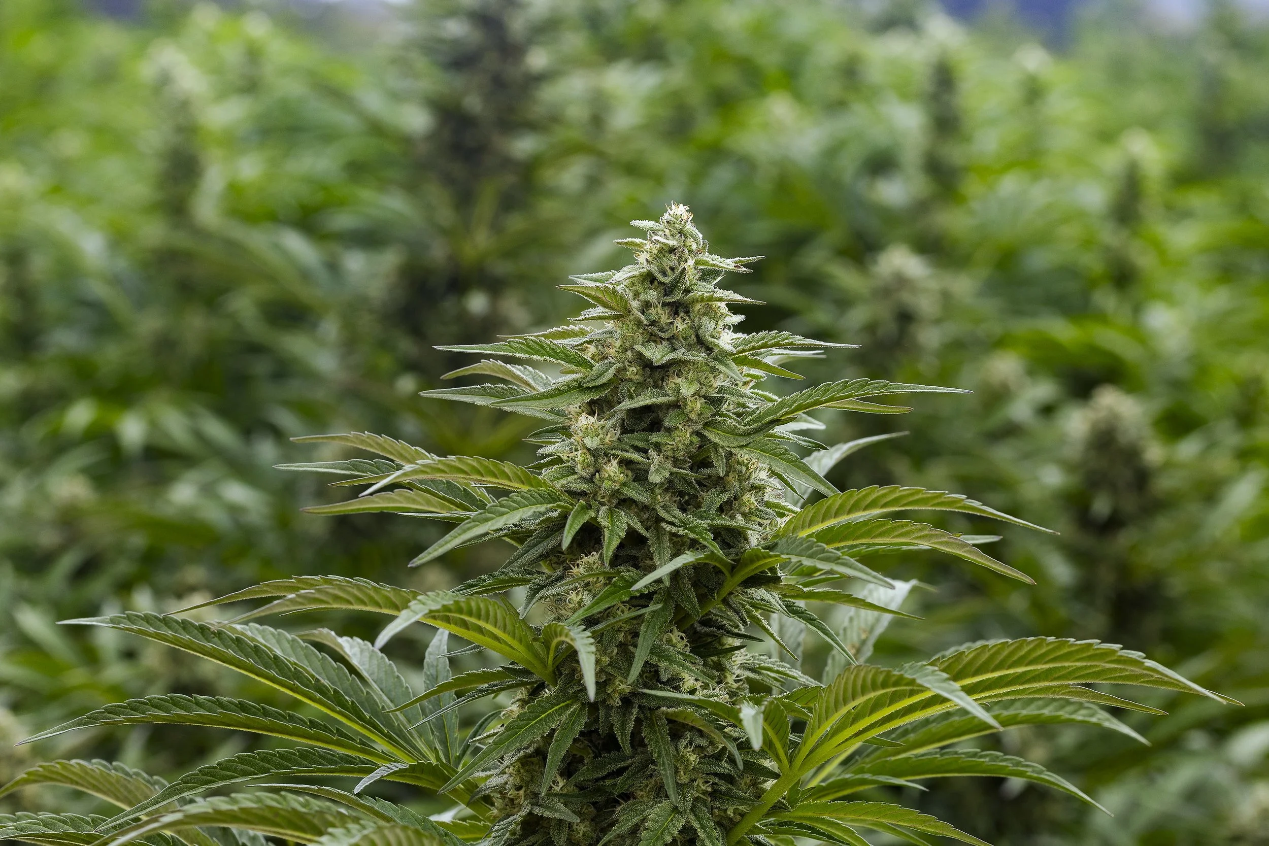 0126_250915_Motley Punch_6805.jpg