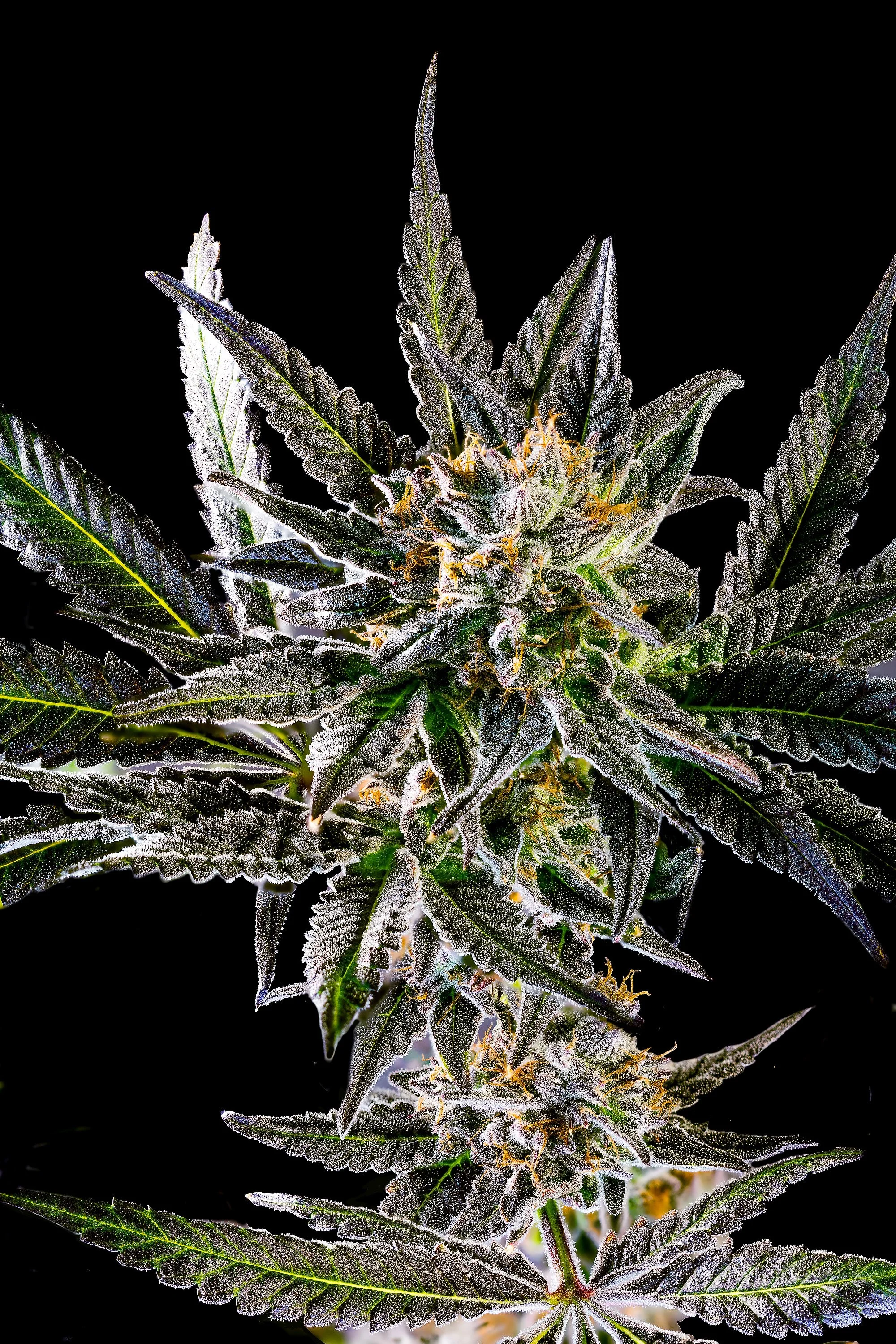 0400_0144_GT18 2025-10-07 00-37-11 (A,R12,S4)-1 copy.JPG.JPG