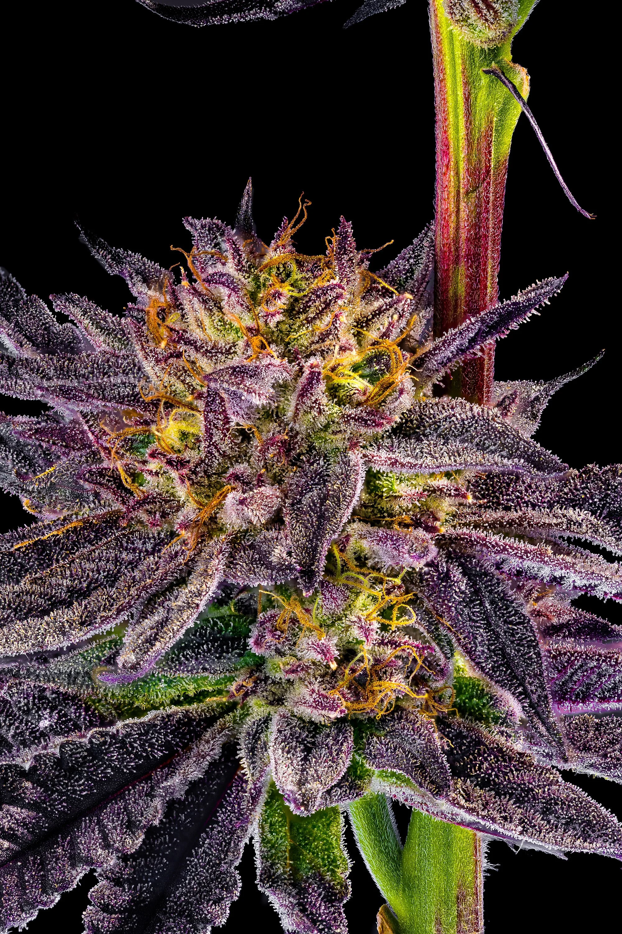 0421_0239_Zurp_2025-10-21 12-25-53 (A,R12,S4) copy.jpg.JPG