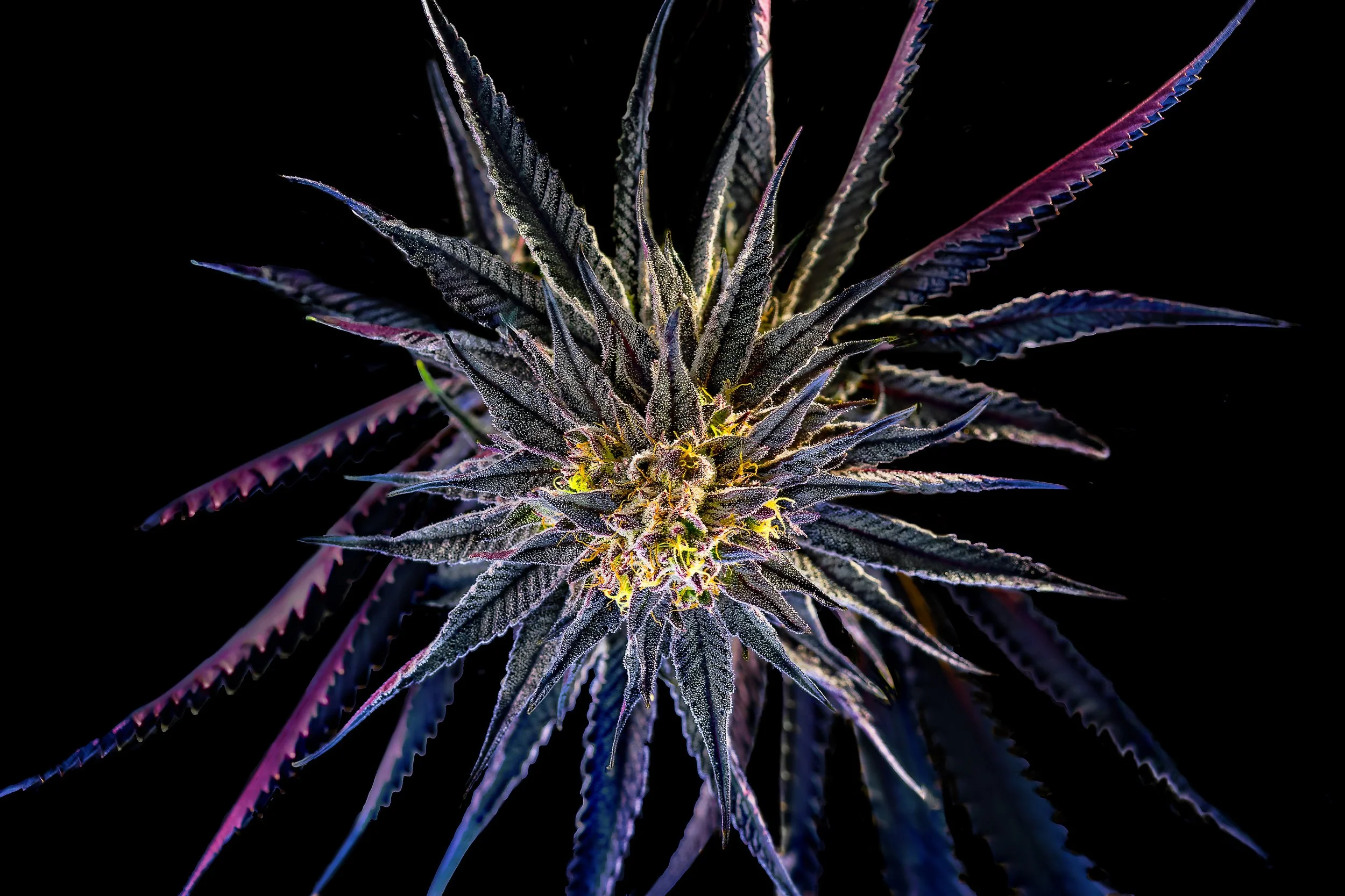 0408_0237_Zurp_2025-10-21 11-00-42 (A,R12,S4) copy.jpg.JPG