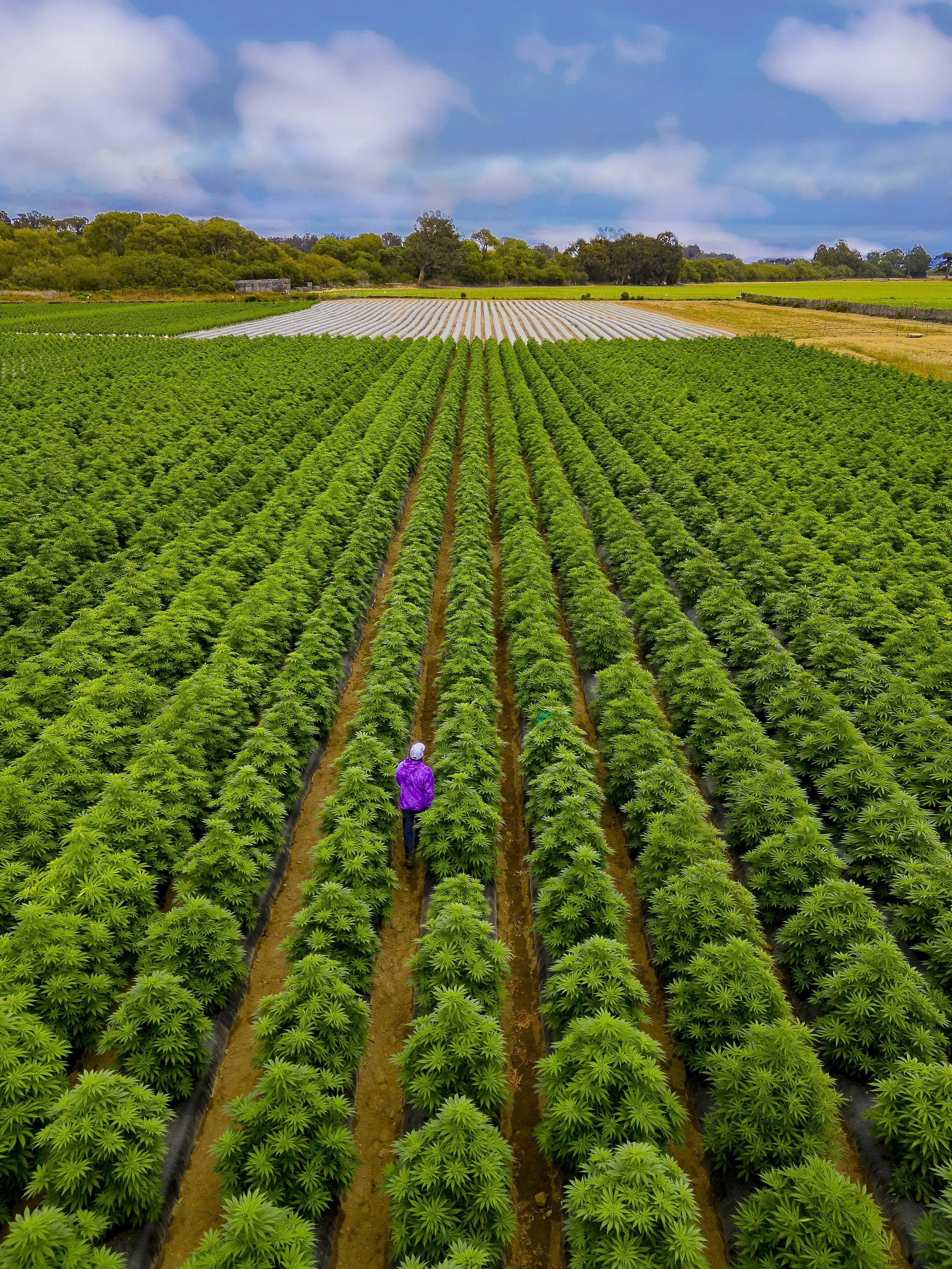 0134_DJI_0357-2 copy.jpg