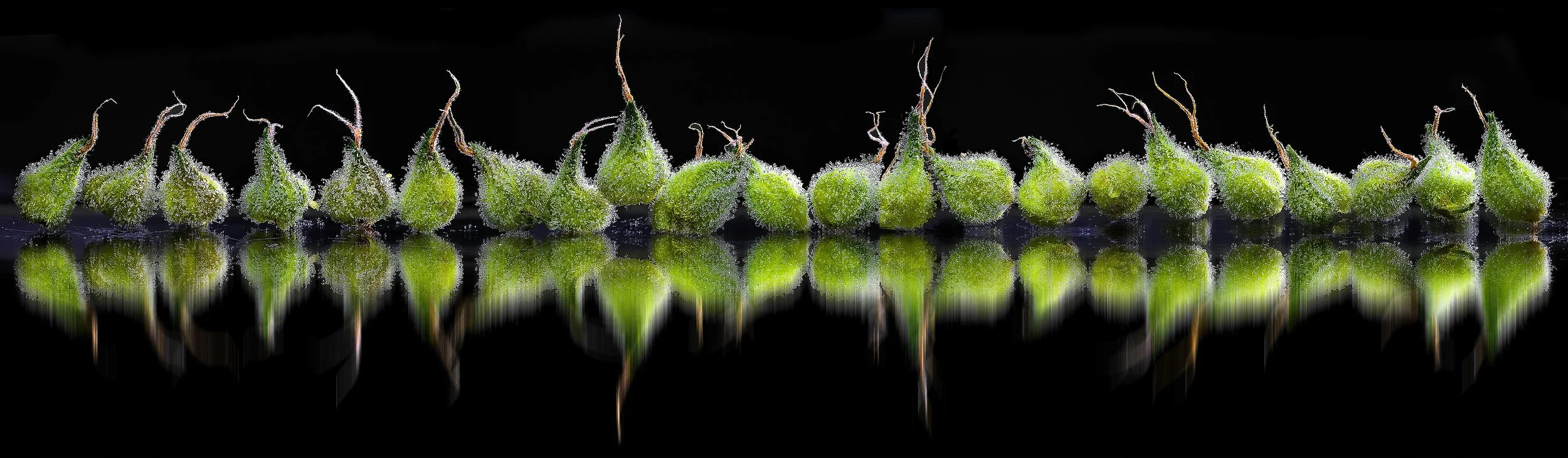 0370_0154_Sour RuntzUntitled_Panorama-1.JPG.JPG